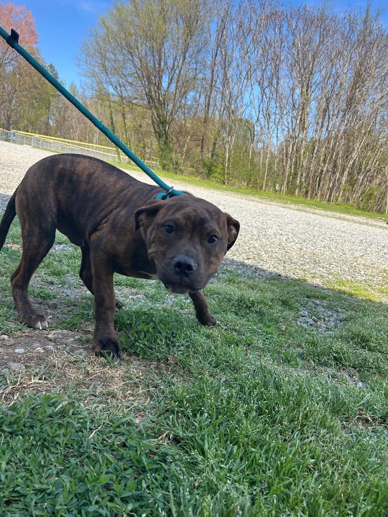 Enlarge Tigger, a Adopted Pit Bull Terrier in Mineral, VA image 1/1