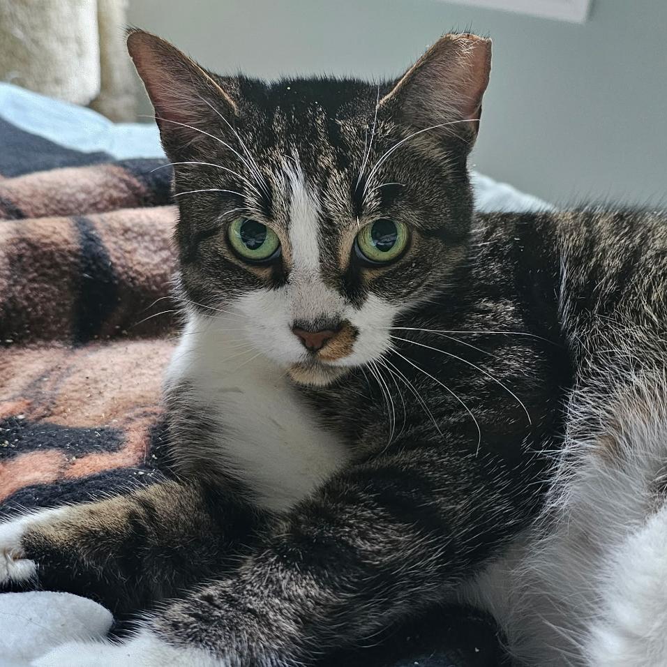 Twila, Adoptable, Adult Female Domestic Short Hair.