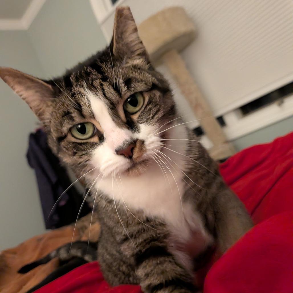 Enlarge Twila, a Adoptable Domestic Short Hair in Durham, NC image 2/4