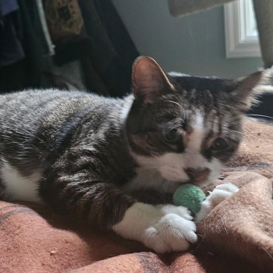 Enlarge Twila, a Adoptable Domestic Short Hair in Durham, NC image 3/4