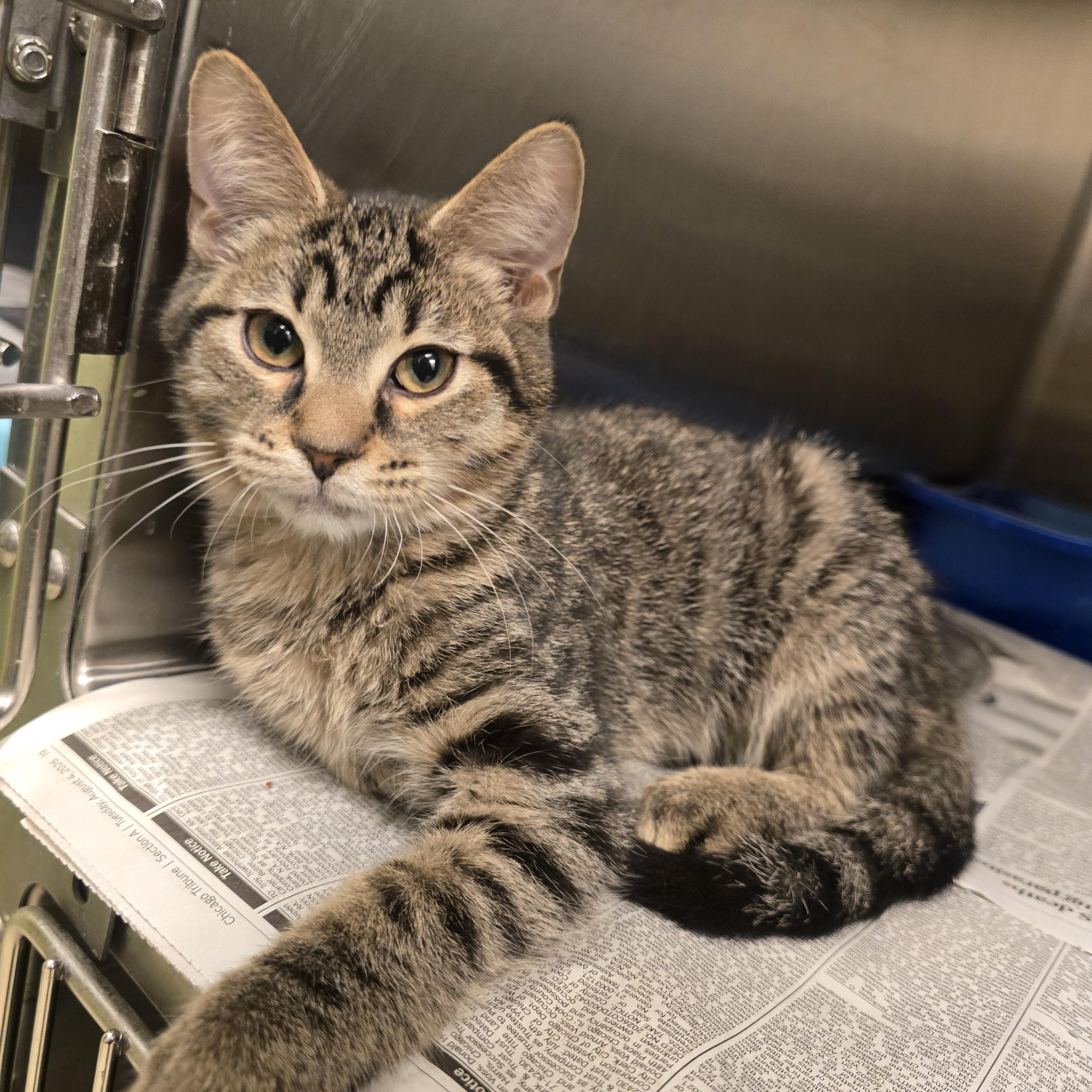 Enlarge Cedar, a Adopted Domestic Short Hair in Cicero, IL image 1/1