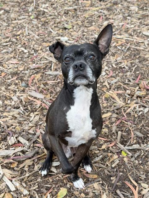 MUSTANG, Adoptable, Senior Male Boston Terrier.