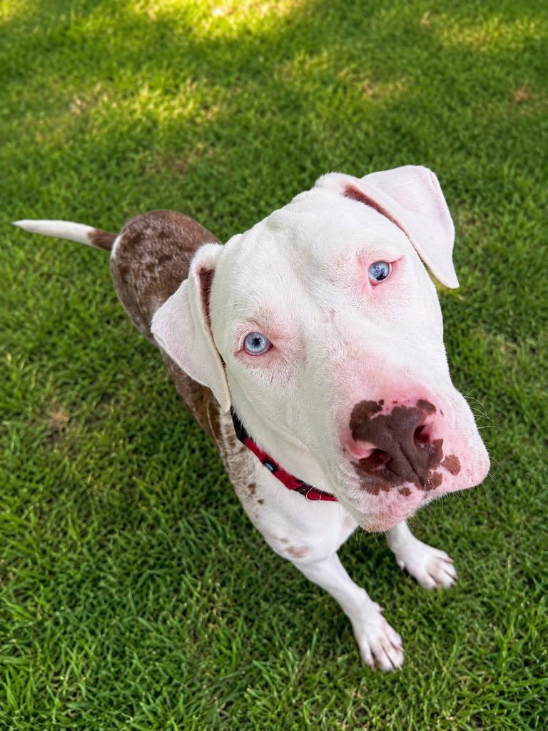 Luna, Adoptable, Adult Female Catahoula Leopard Dog.