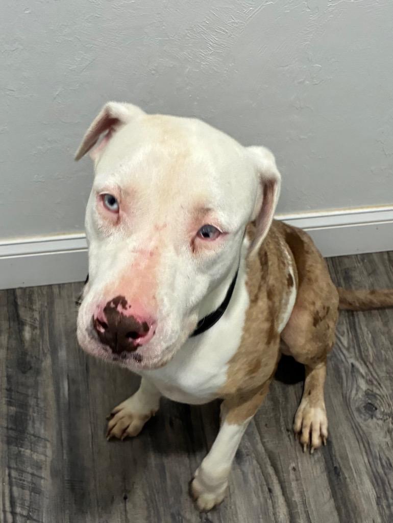 Enlarge Luna, a Adoptable Catahoula Leopard Dog in Labelle, FL image 2/4