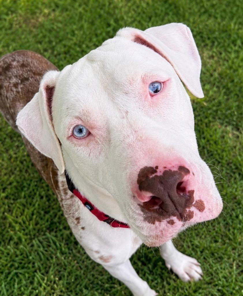 Enlarge Luna, a Adoptable Catahoula Leopard Dog in Labelle, FL image 3/4