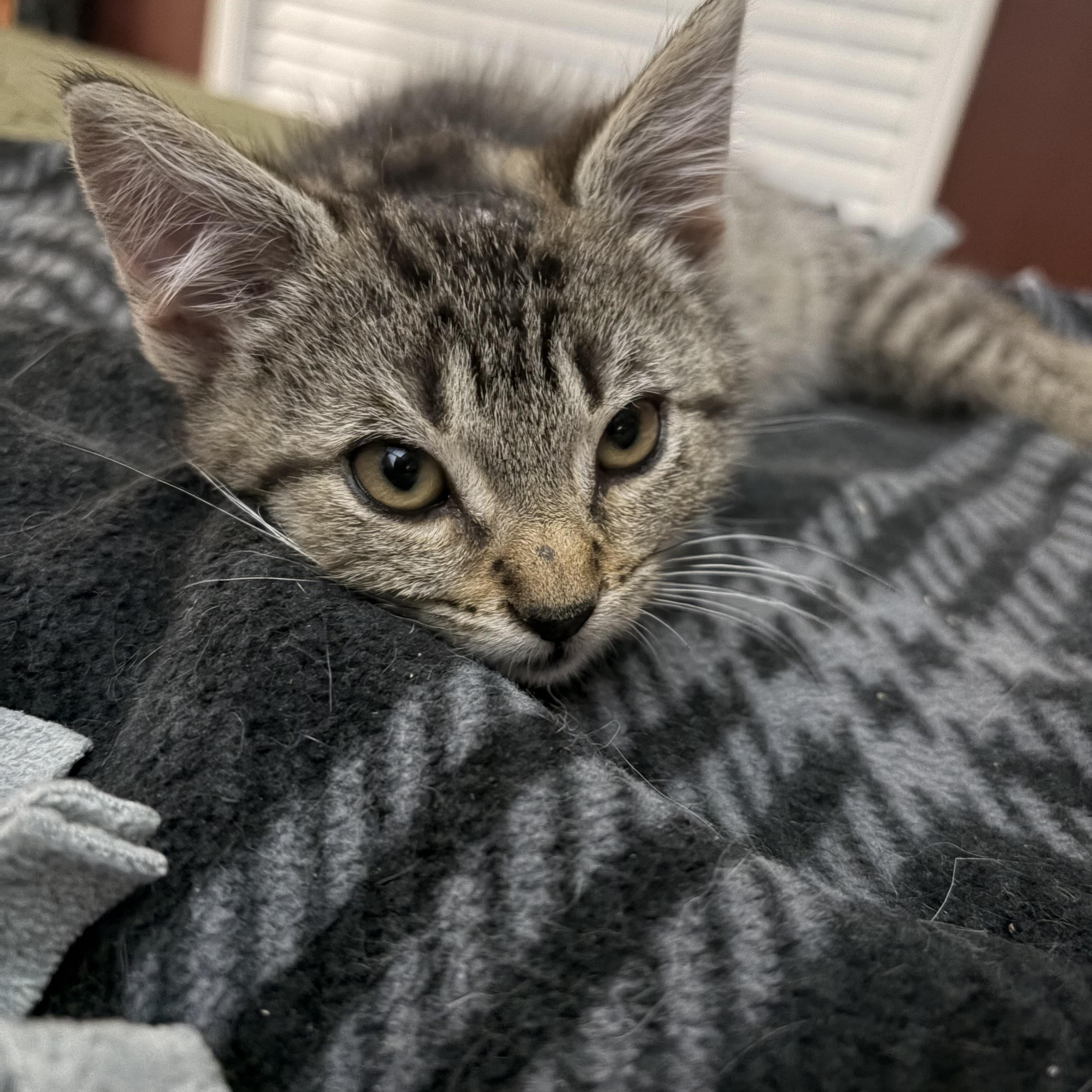 Enlarge Chicken Nugget, a Adoptable Domestic Short Hair in Muncie, IN image 2/2