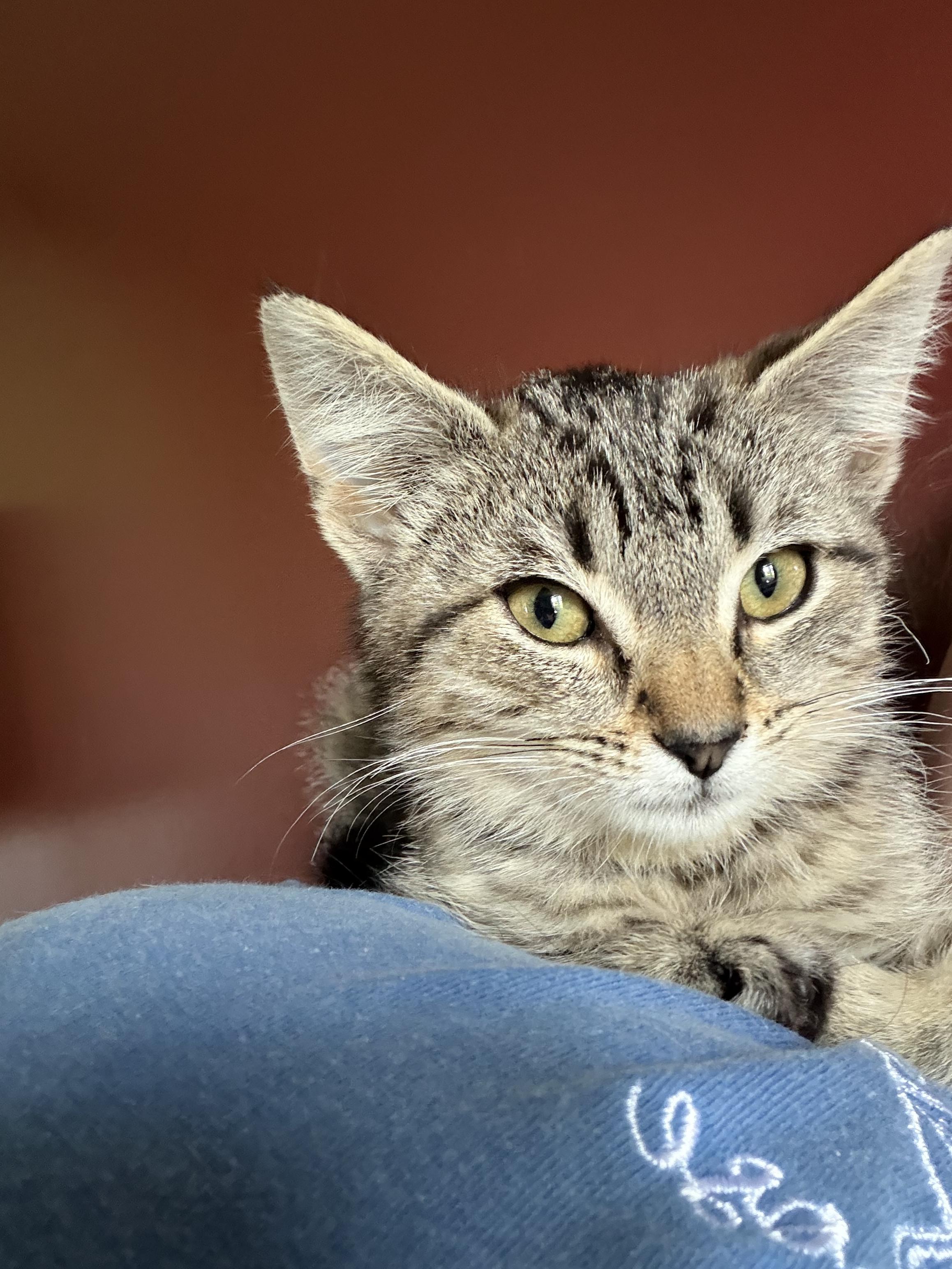 Chicken Nugget, Adoptable, Kitten Male Domestic Short Hair.