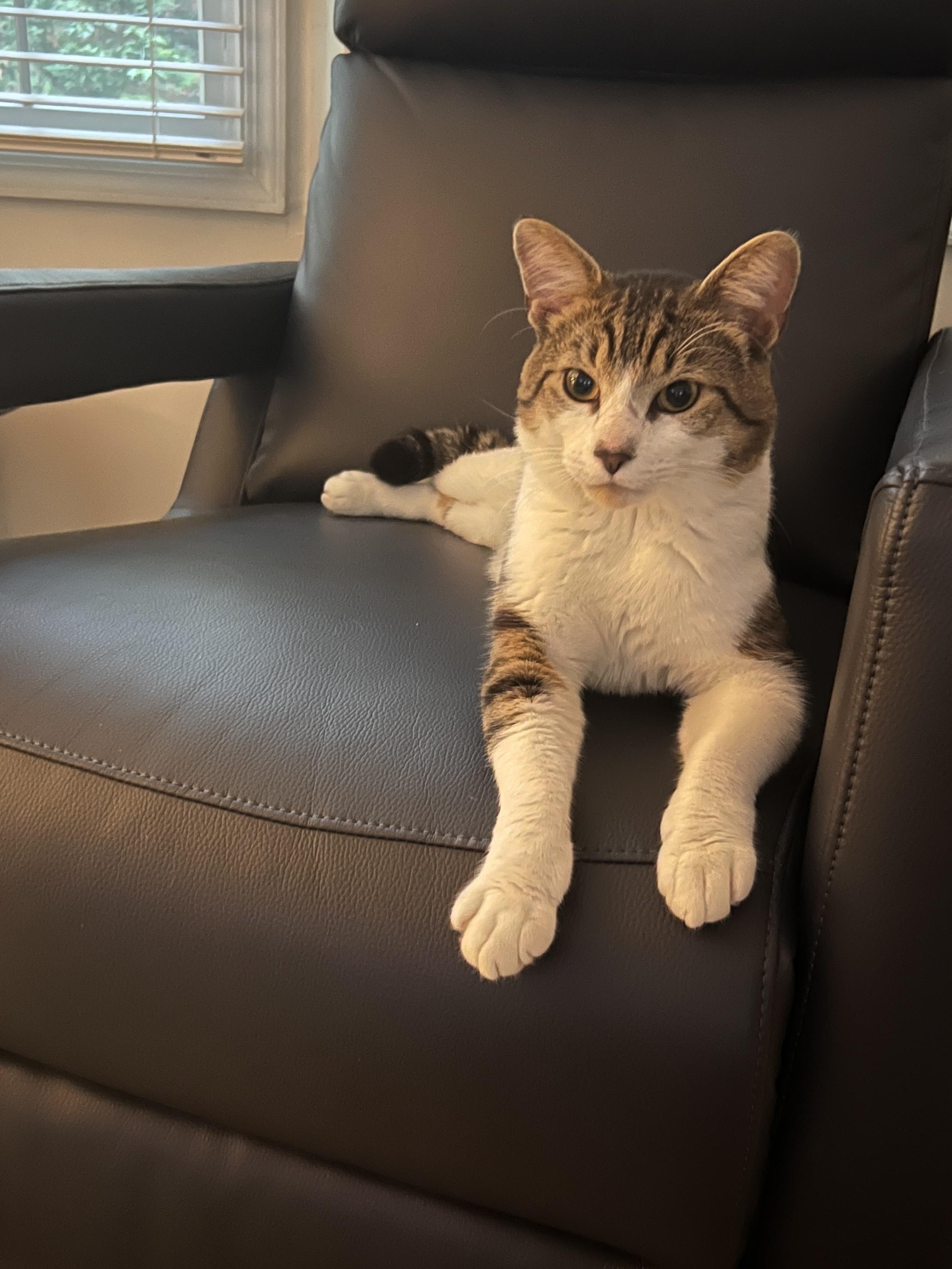 Enlarge Arno-the Formidable, Rockstar Rescue & Professional Sidekick, a Adoptable Tabby in Laurel, MD image 2/6