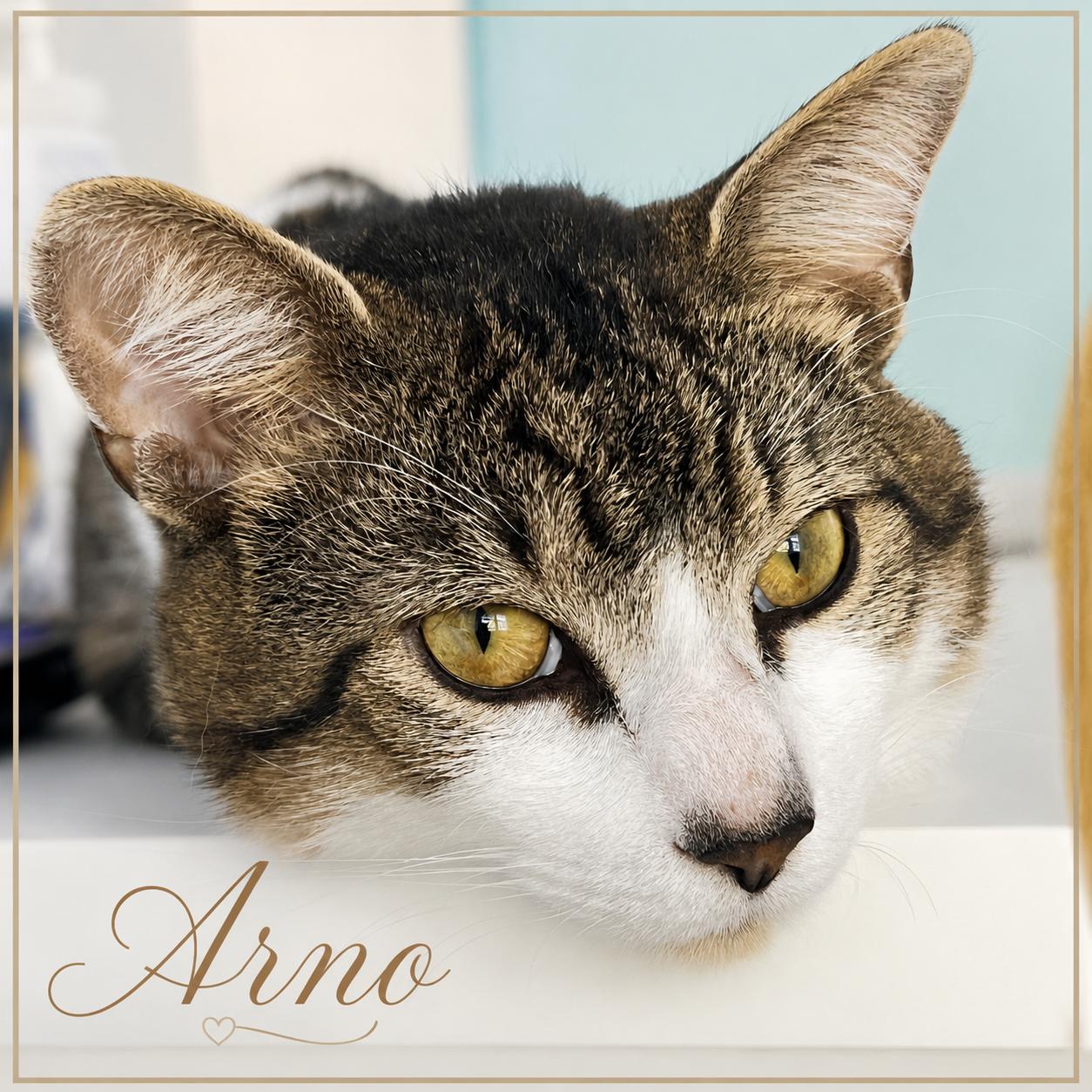 Arno-the Formidable, Rockstar Rescue & Professional Sidekick, Adoptable, Adult Male Tabby.