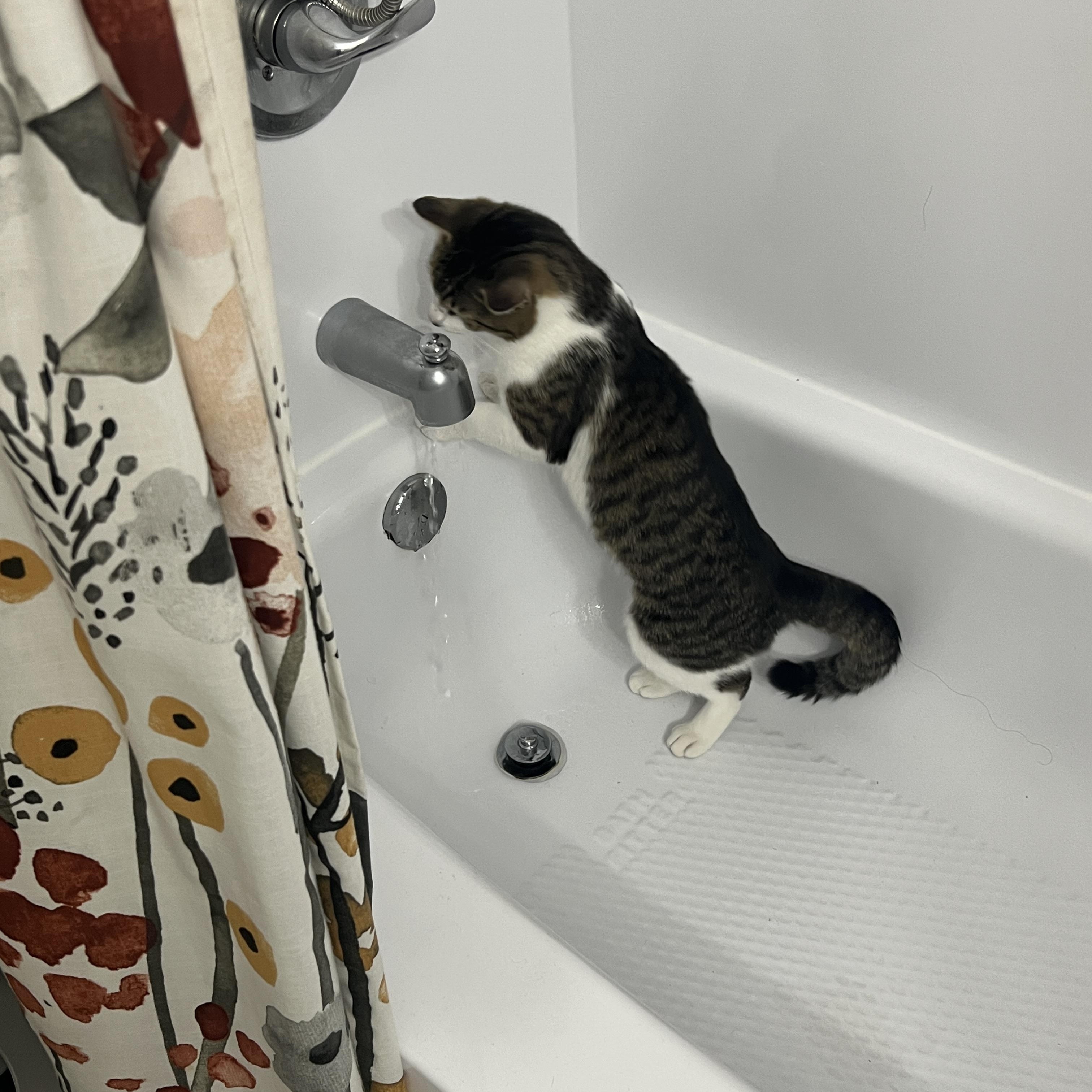 Enlarge Arno-the Formidable, Rockstar Rescue & Professional Sidekick, a Adoptable Tabby in Laurel, MD image 4/6