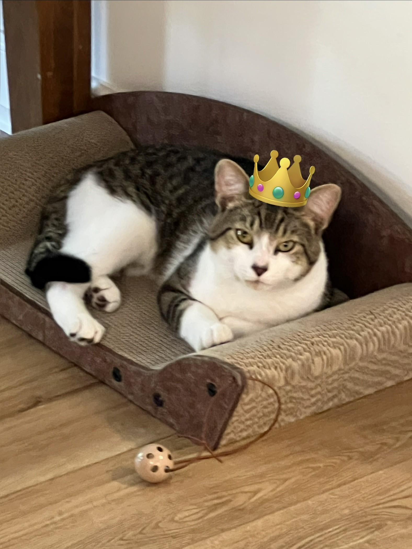 Enlarge Arno-the Formidable, Rockstar Rescue & Professional Sidekick, a Adoptable Tabby in Laurel, MD image 6/6