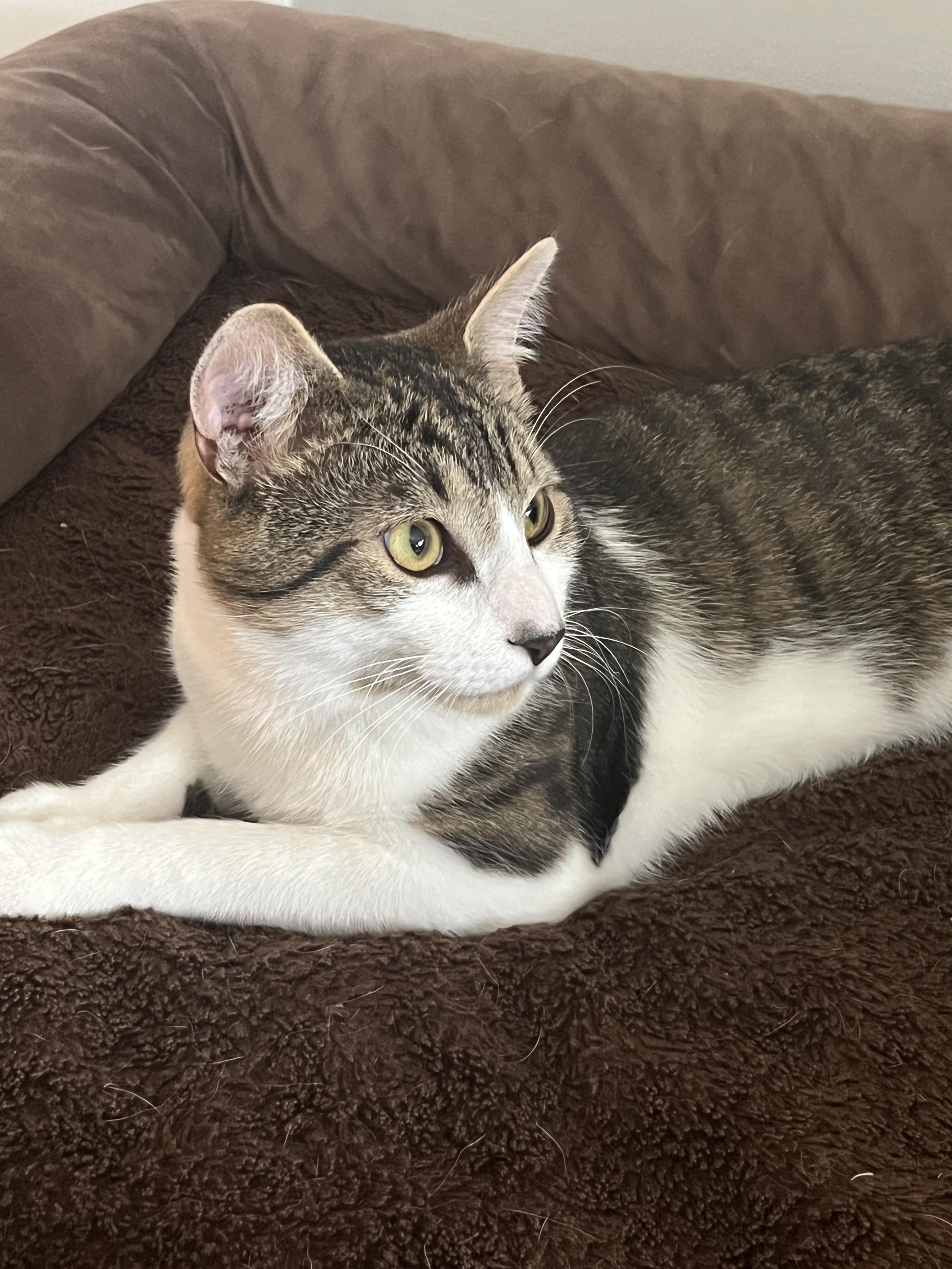 Enlarge Arno-the Formidable, Rockstar Rescue & Professional Sidekick, a Adoptable Tabby in Laurel, MD image 6/6
