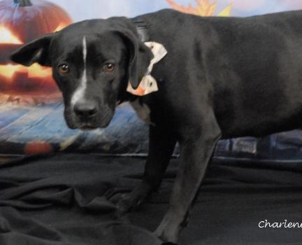 Enlarge Pinto Bean, a Adoptable mixed breed in Newland, NC image 1/2