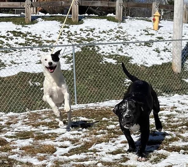Enlarge Pinto Bean, a Adoptable mixed breed in Newland, NC image 2/2