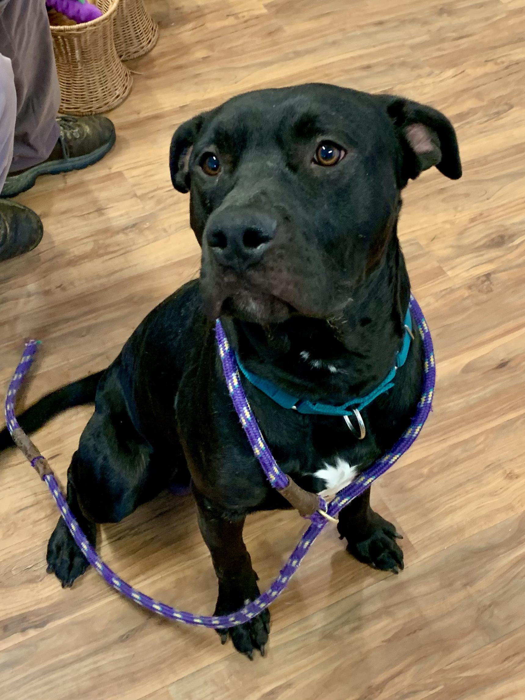 Enlarge Odie, a ADOPTABLE mixed breed in Grass Valley, CA image 5/5