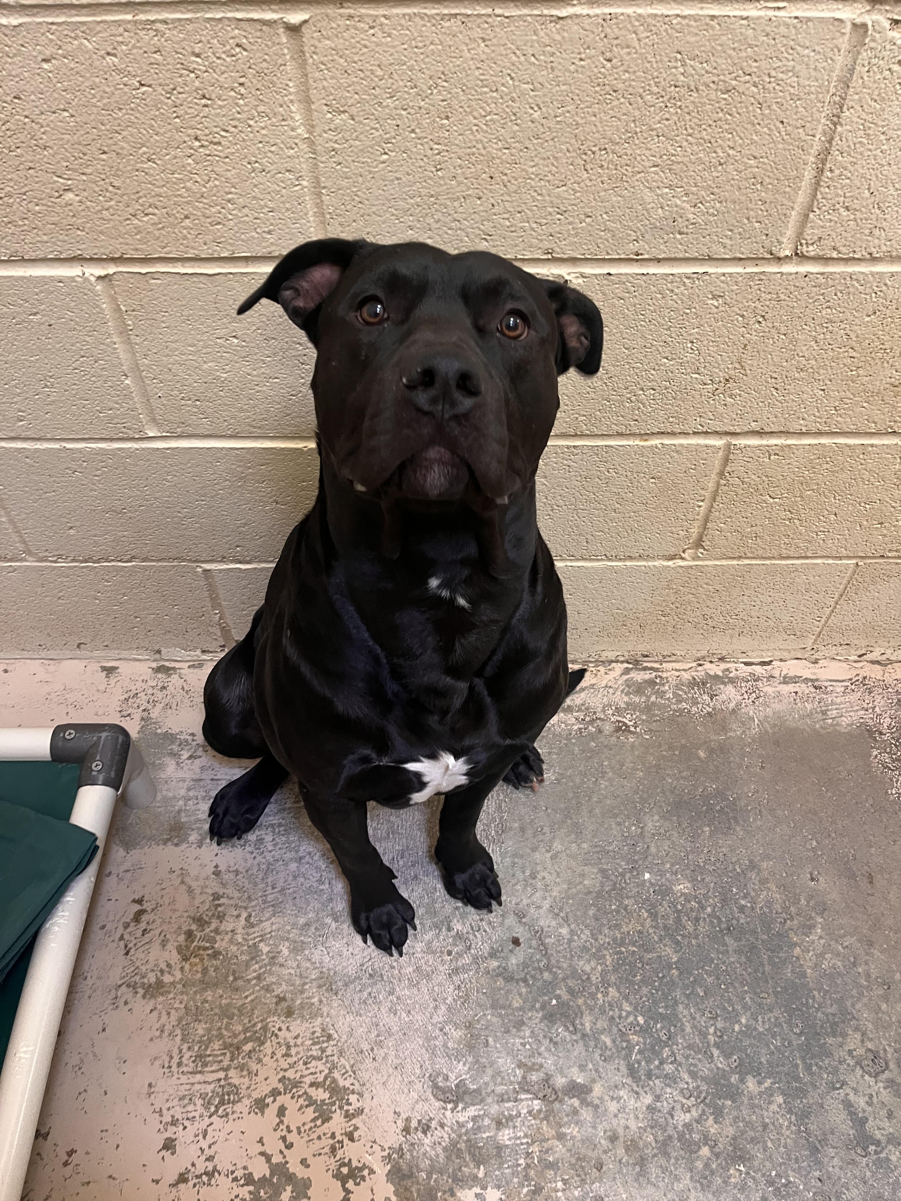 Enlarge Odie, a ADOPTABLE mixed breed in Grass Valley, CA image 2/5