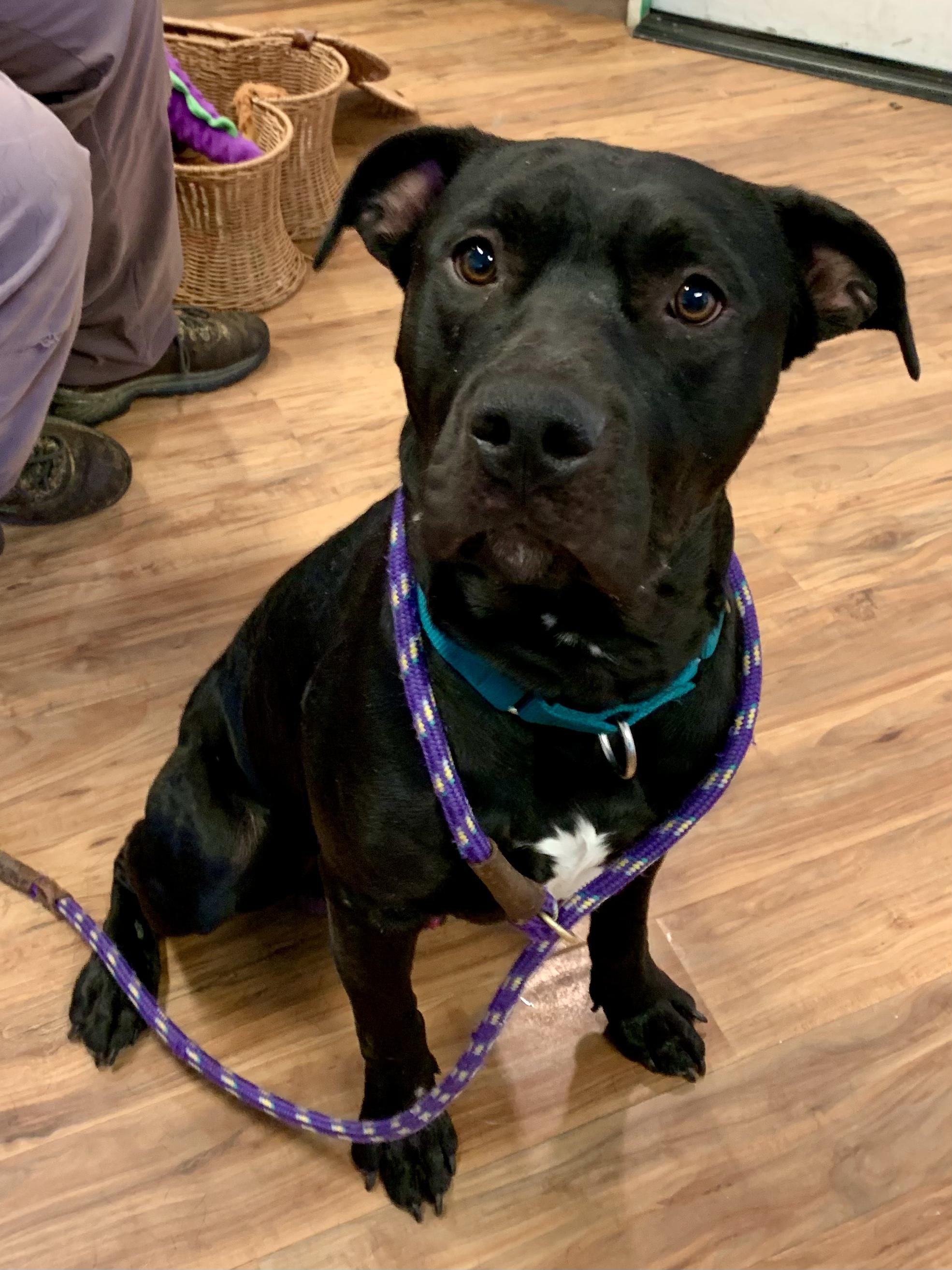 Odie, ADOPTABLE, Adult Male Terrier & Pit Bull Terrier.