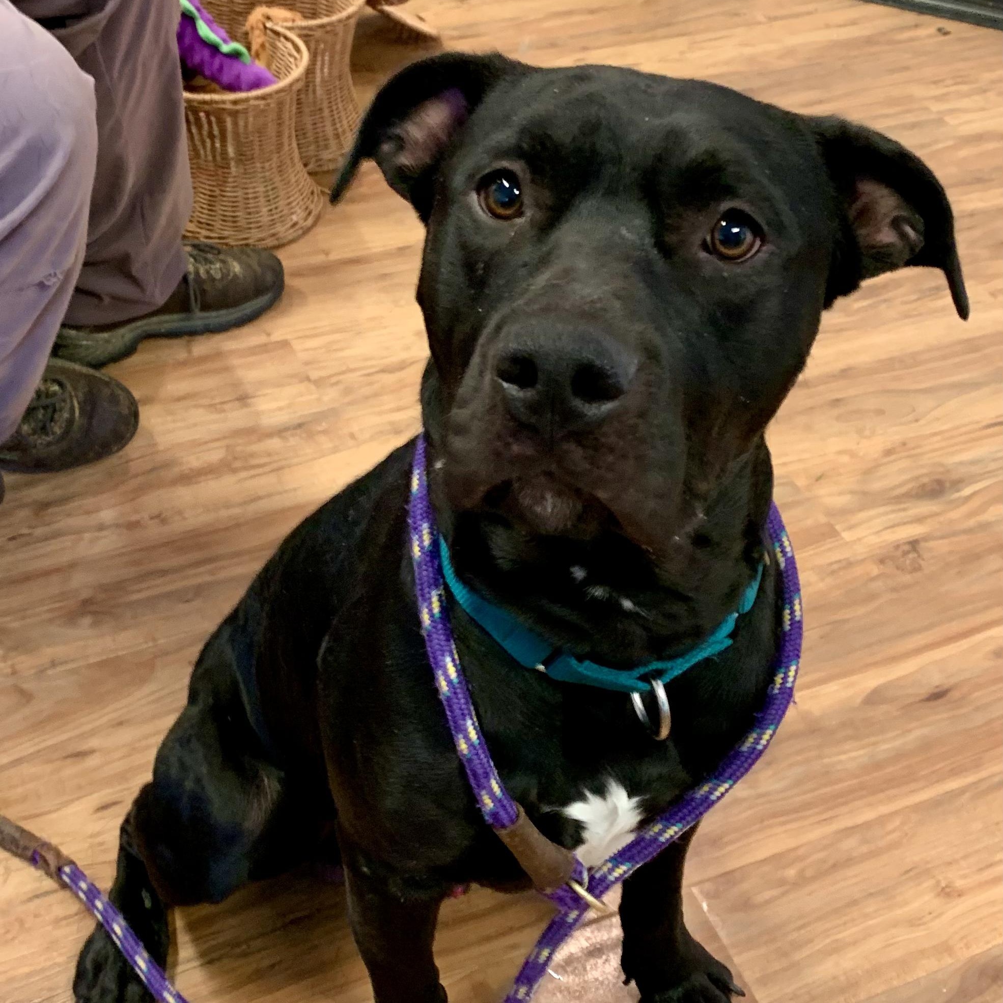 Enlarge Odie, a ADOPTABLE mixed breed in Grass Valley, CA image 1/5
