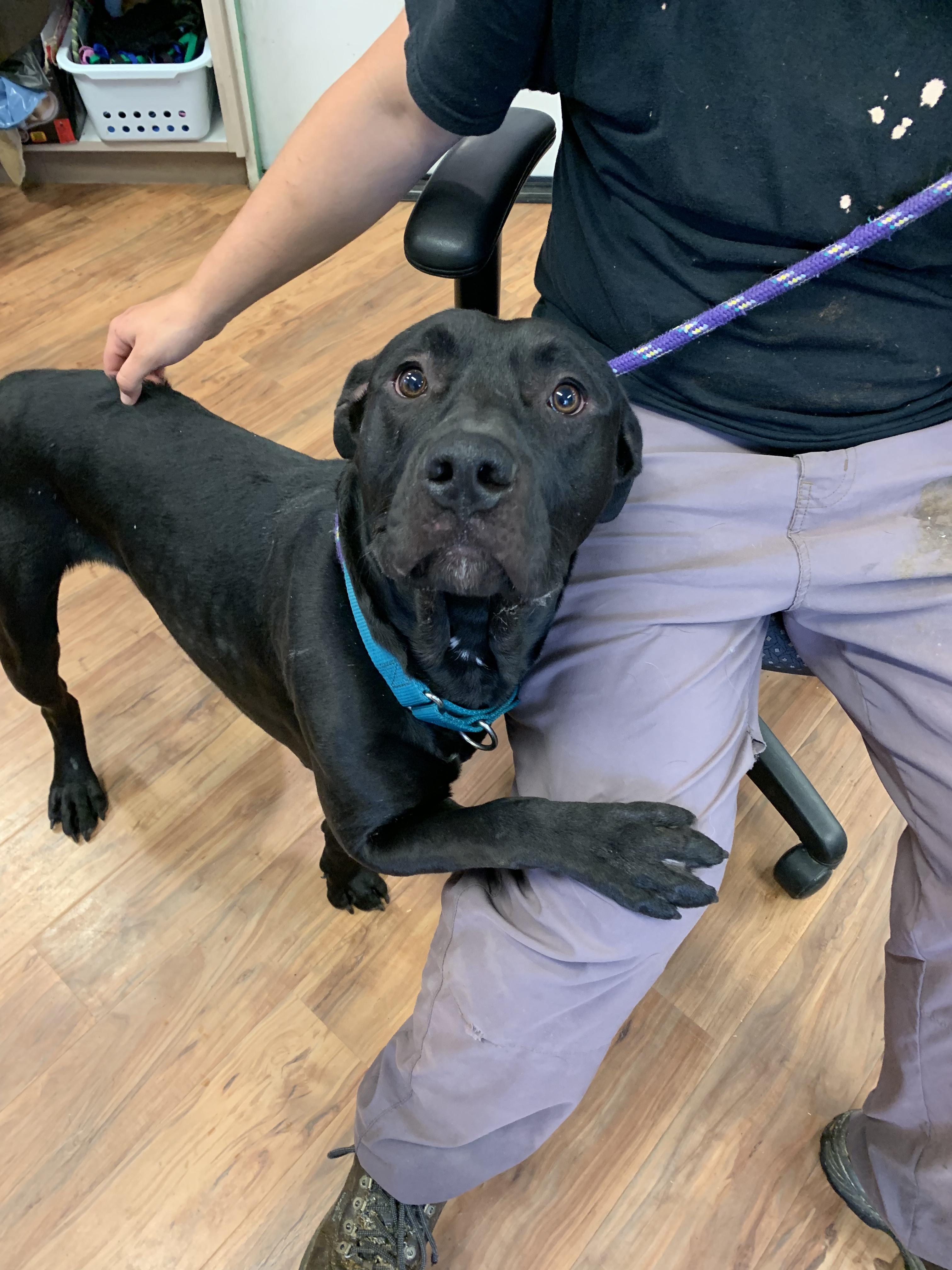 Enlarge Odie, a ADOPTABLE mixed breed in Grass Valley, CA image 3/5