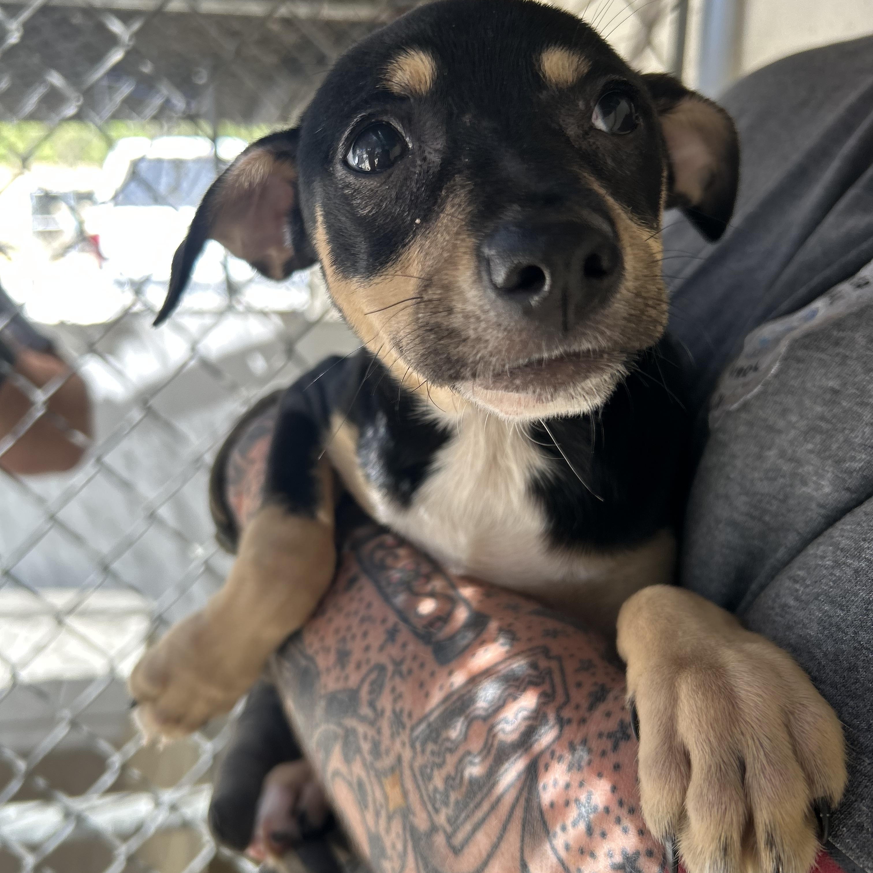 Enlarge Dill, a ADOPTABLE mixed breed in Manchester, TN image 3/5
