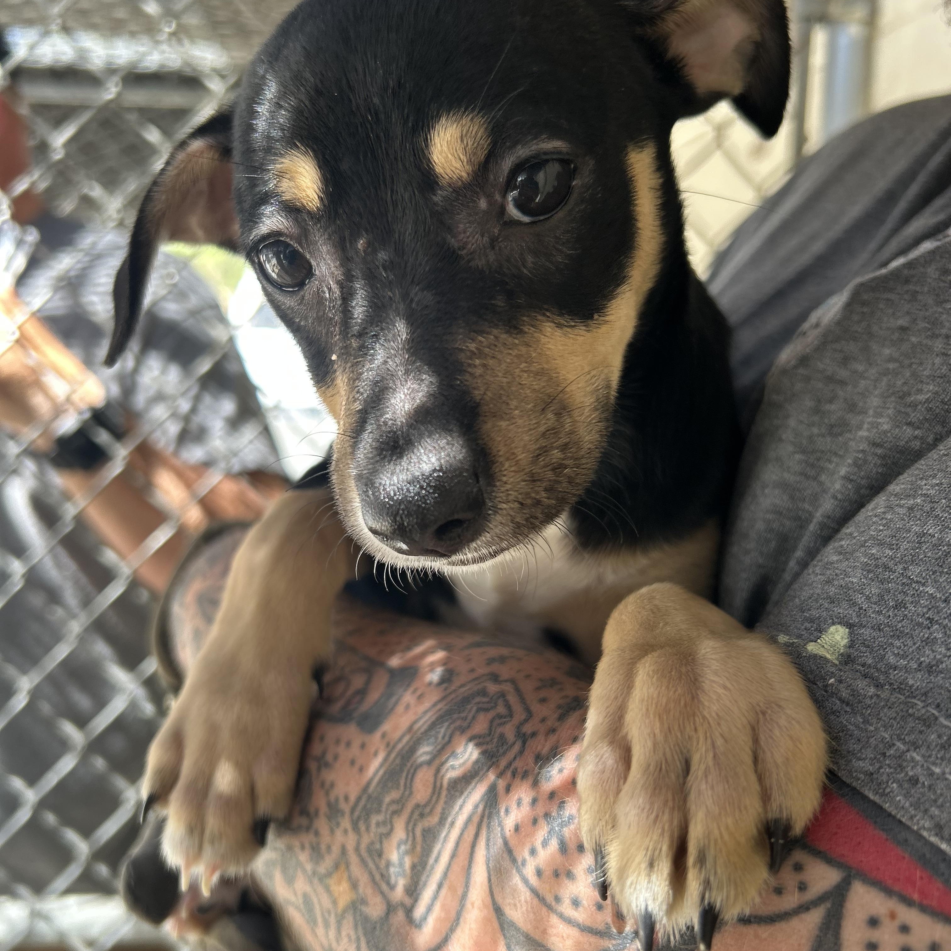 Dill, ADOPTABLE, Puppy Male Chihuahua.
