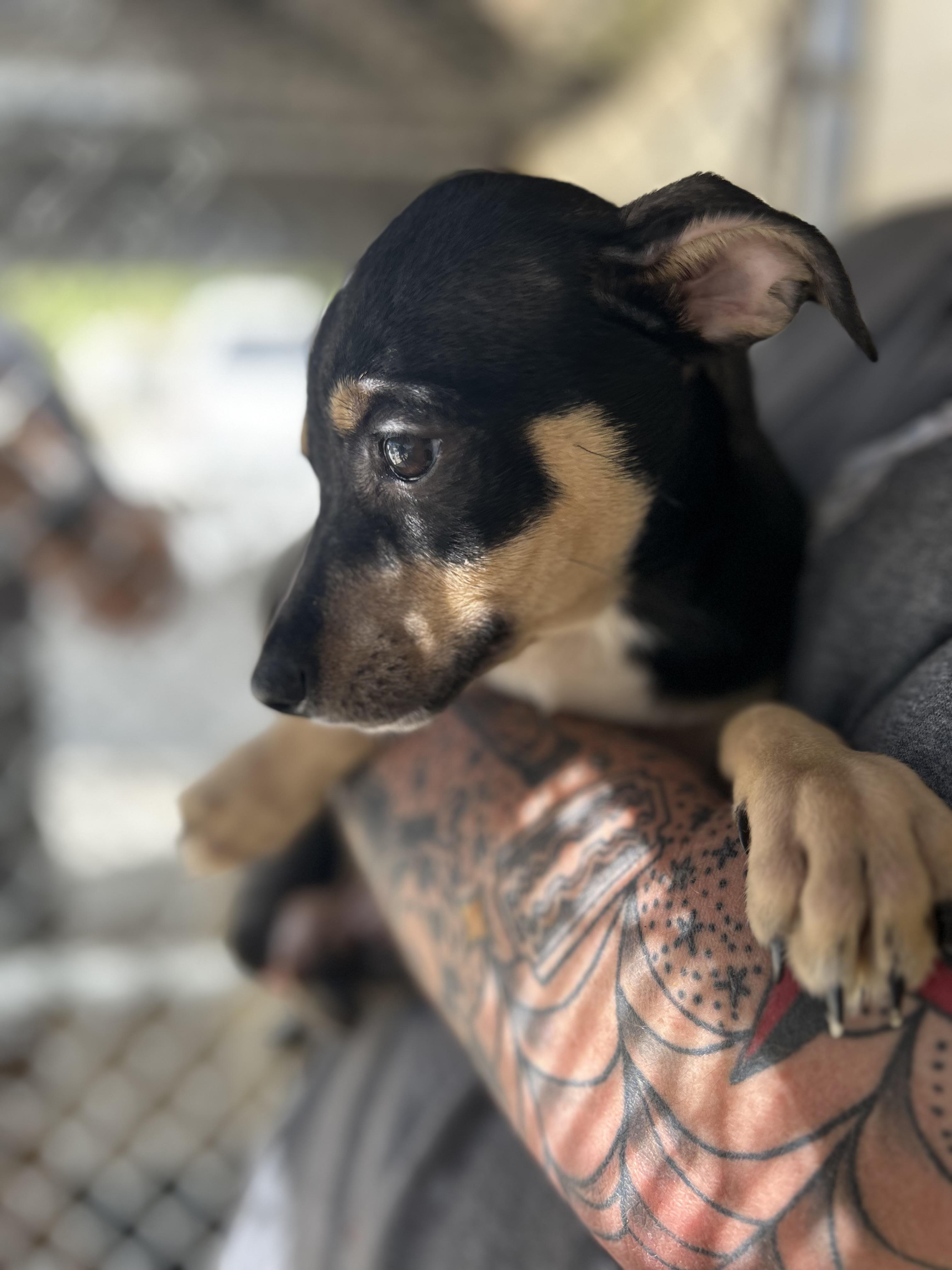 Enlarge Dill, a ADOPTABLE mixed breed in Manchester, TN image 4/5