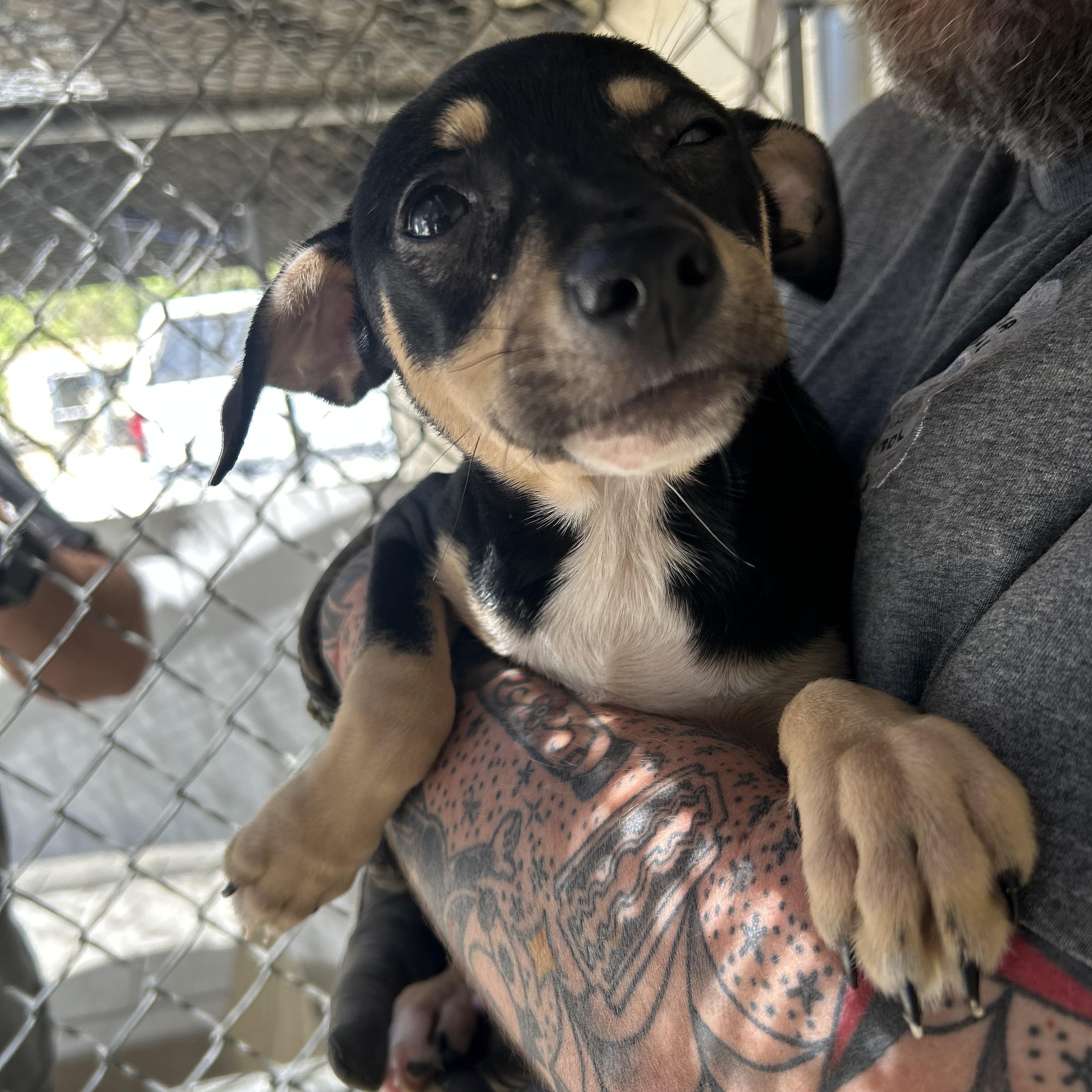Enlarge Dill, a ADOPTABLE mixed breed in Manchester, TN image 5/5