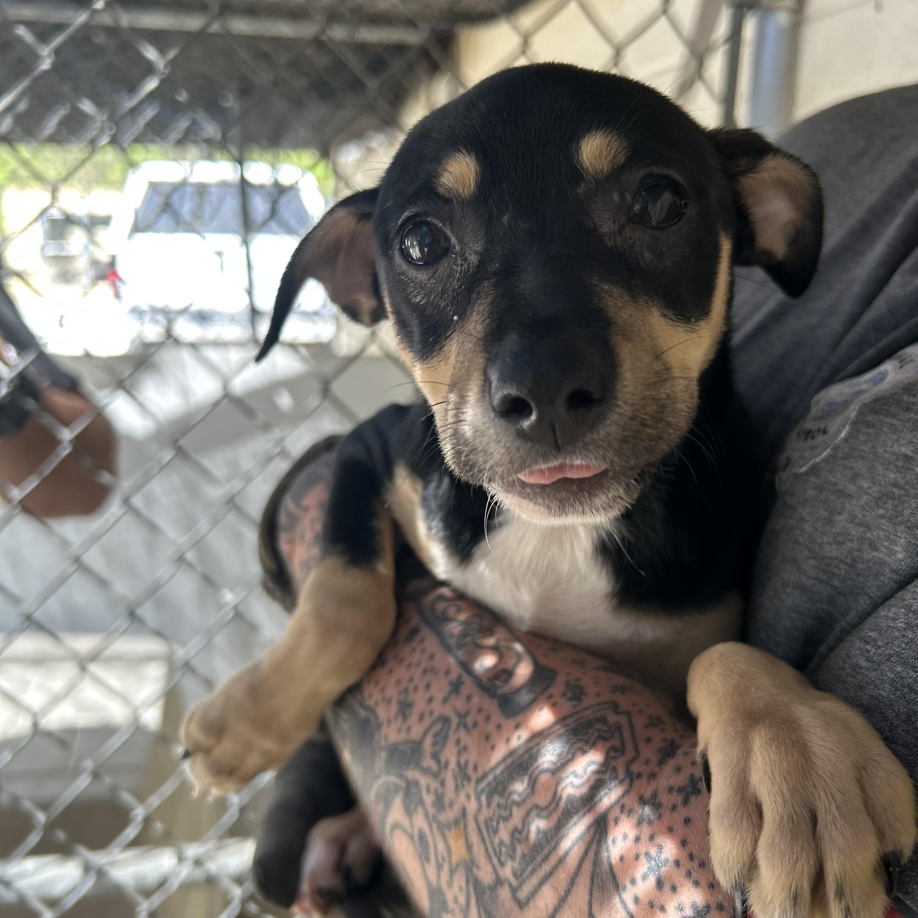 Enlarge Dill, a ADOPTABLE mixed breed in Manchester, TN image 2/5