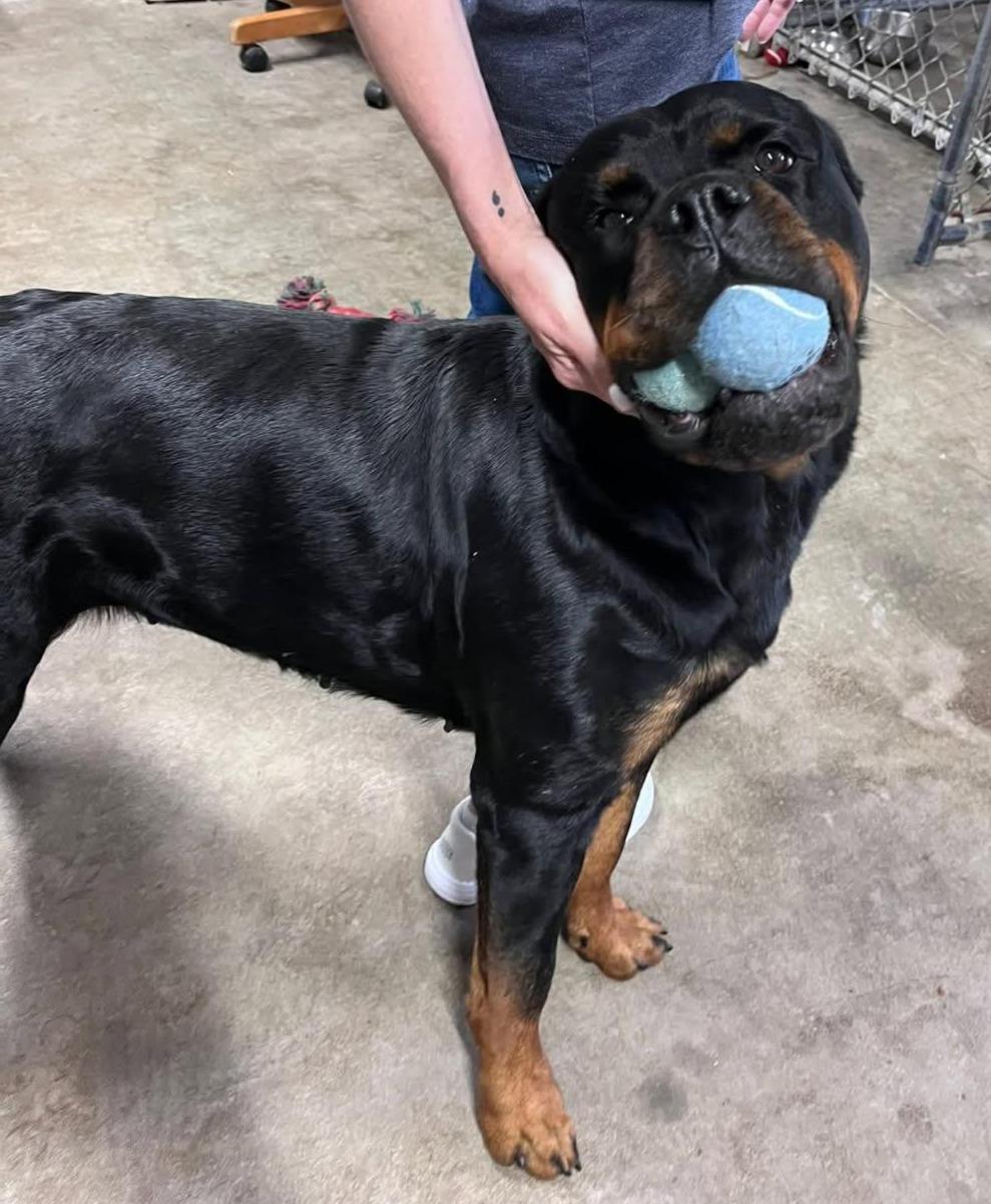 HARLEY, an adopted Rottweiler in Oswego, IL image 2/3