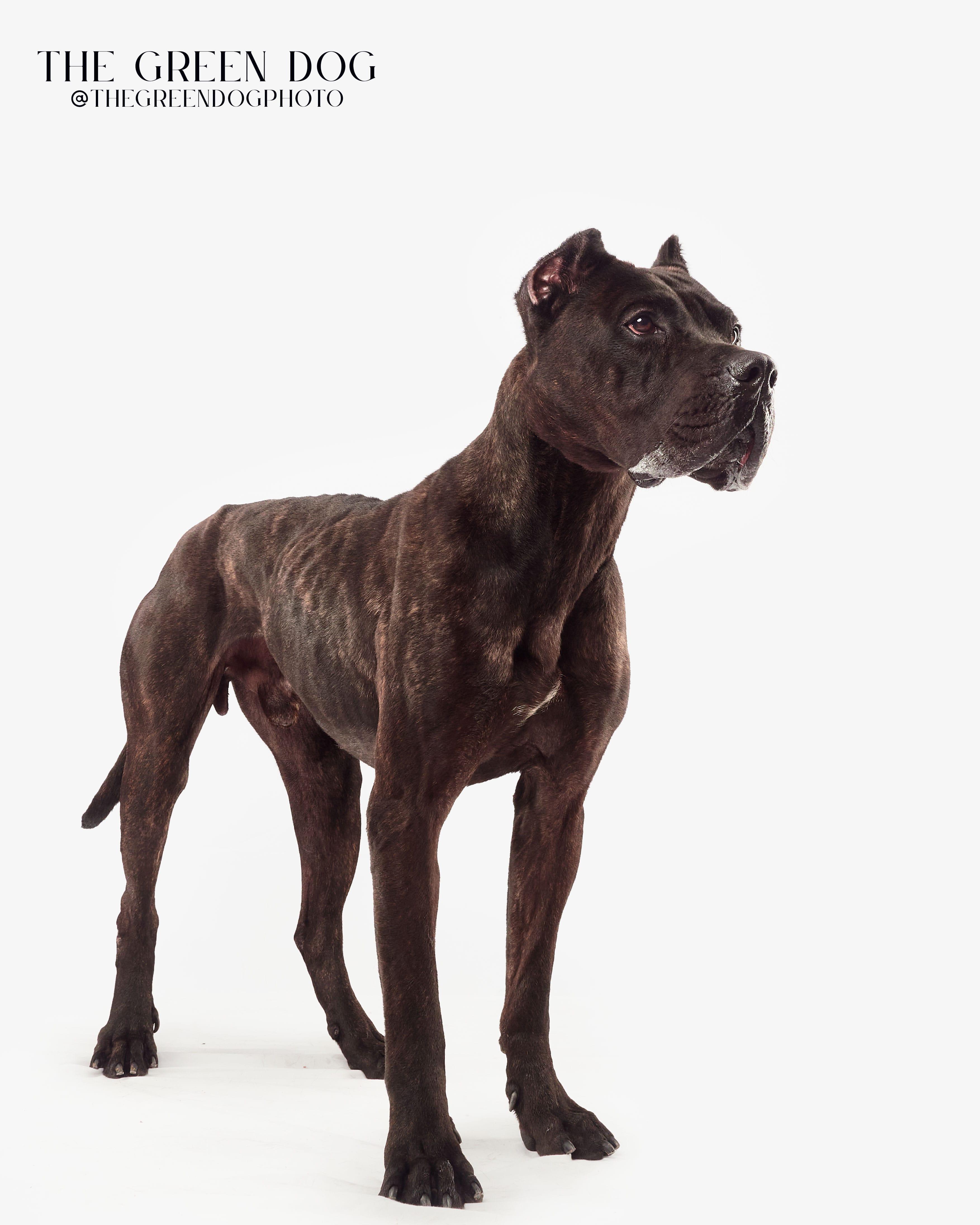 Roman, a Adoptable Presa Canario in Teterboro, NJ image 2/5