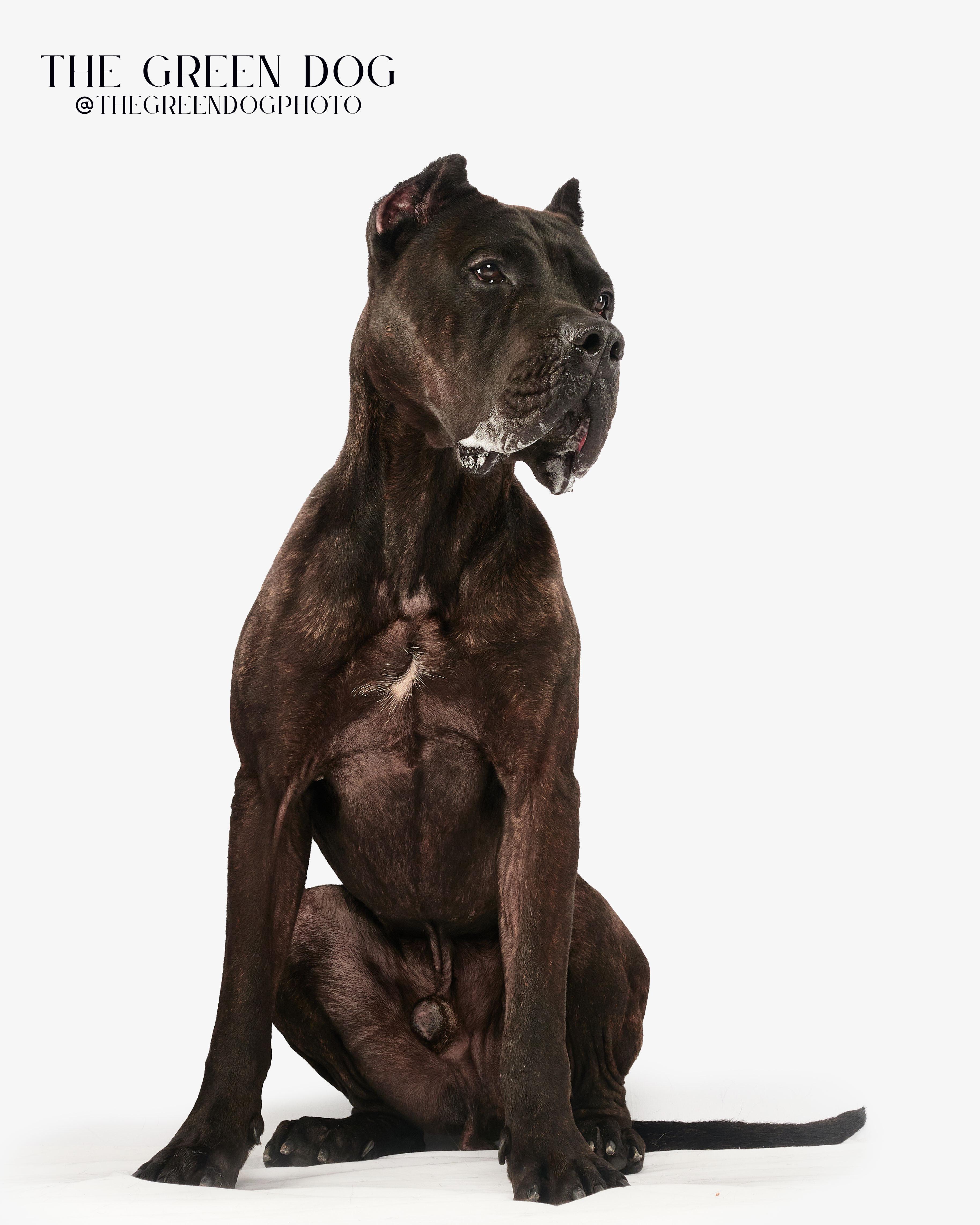 Roman, a Adoptable Presa Canario in Teterboro, NJ image 3/5