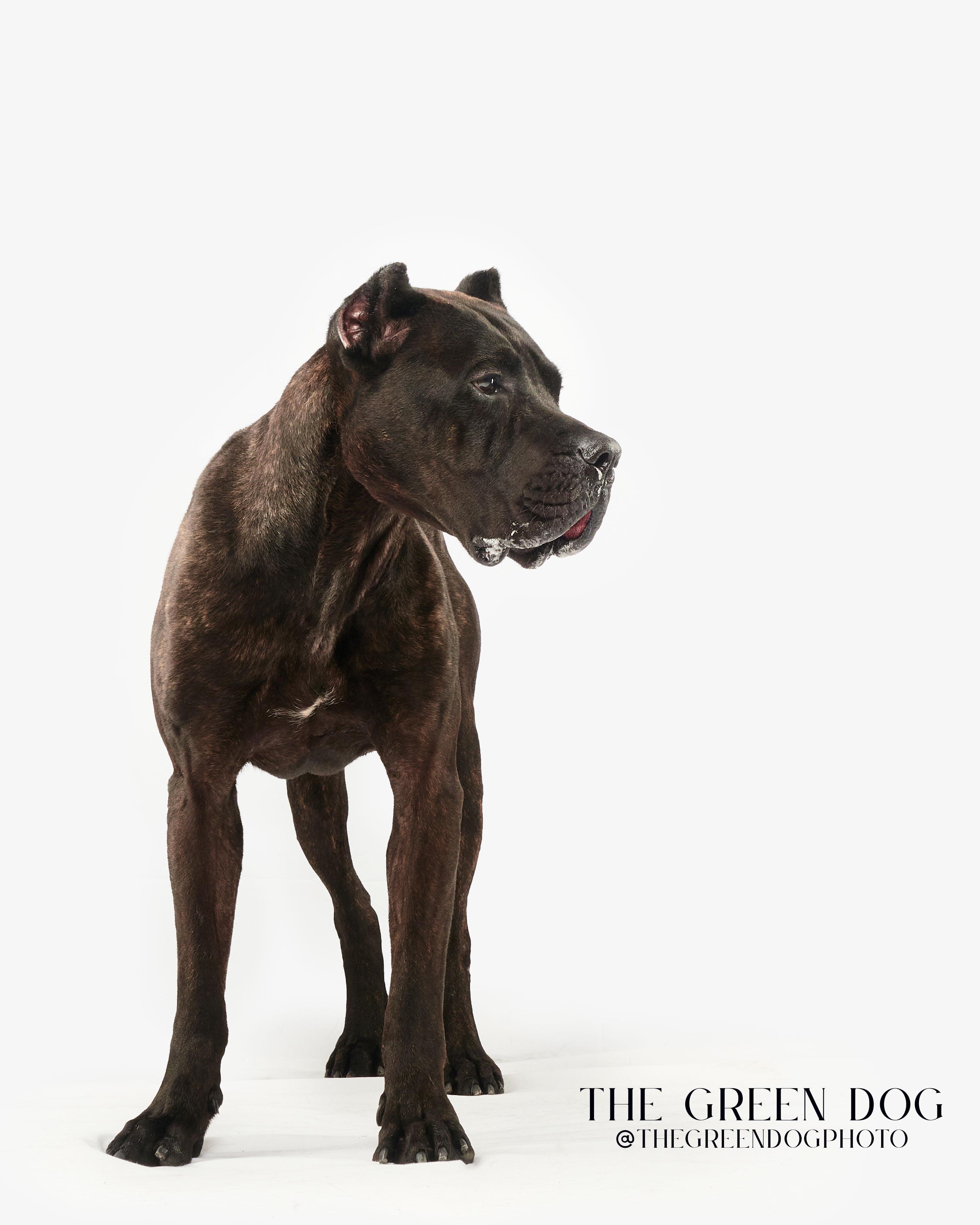 Roman, a Adoptable Presa Canario in Teterboro, NJ image 4/5