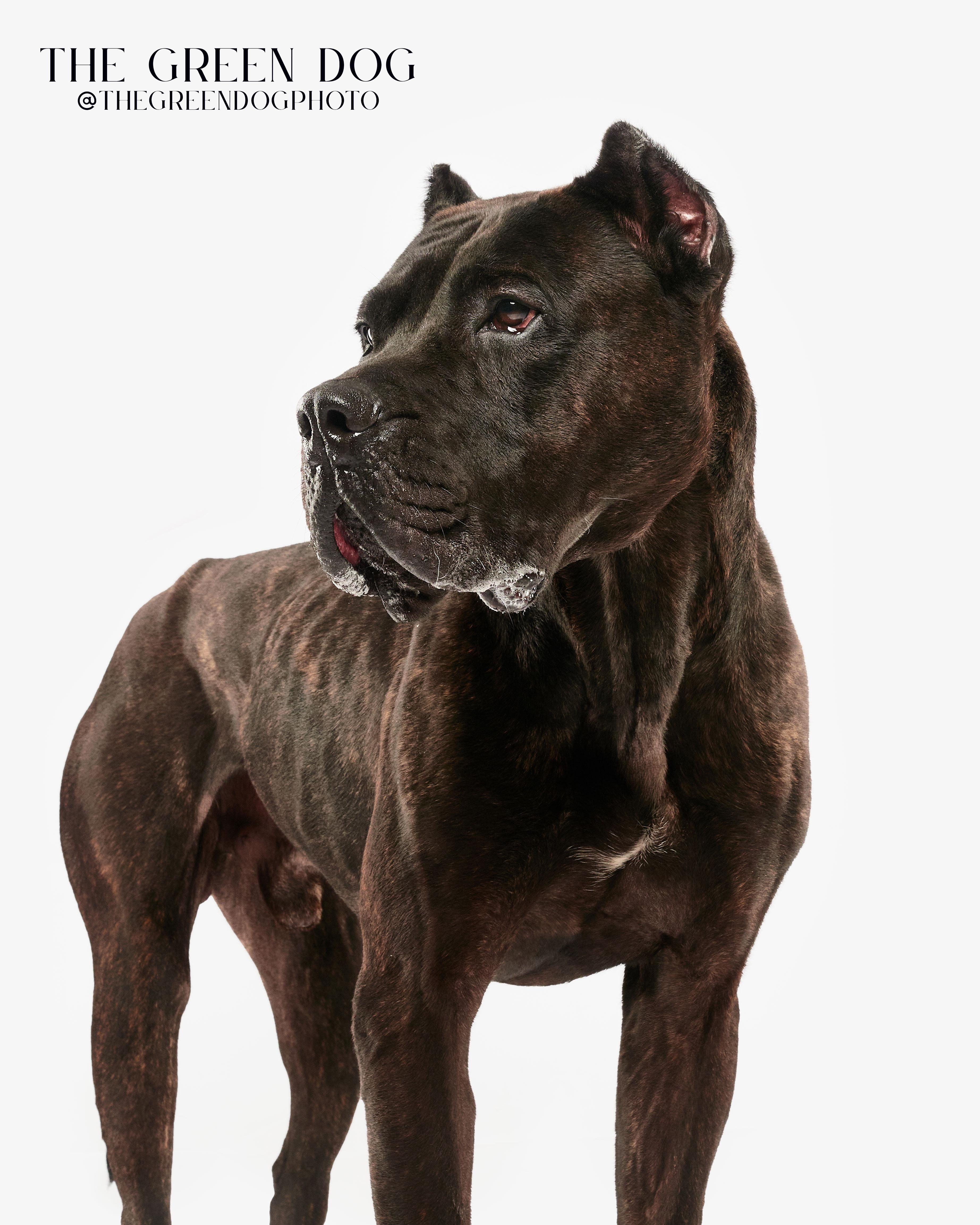 Roman, a Adoptable Presa Canario in Teterboro, NJ image 1/5