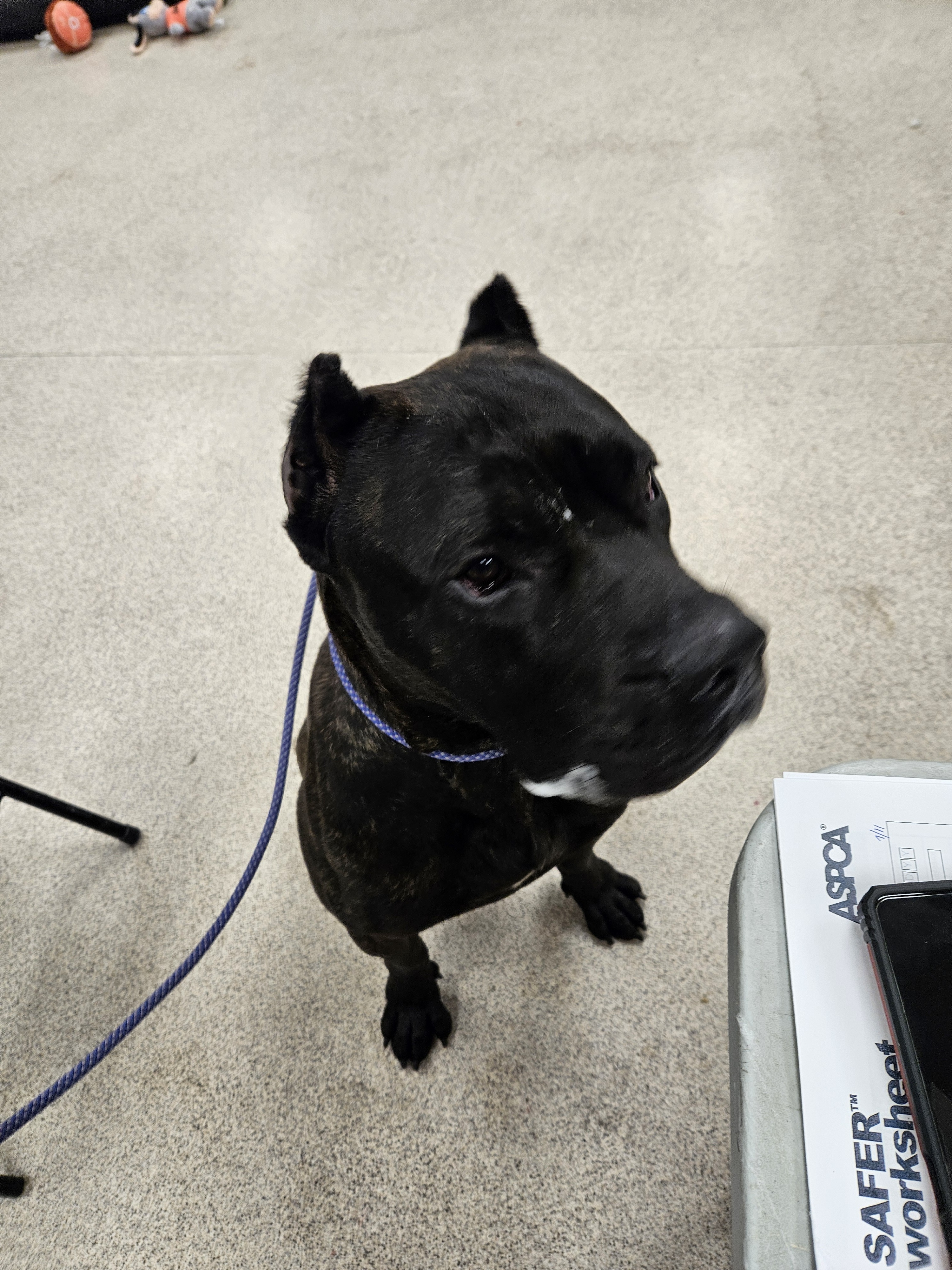 Roman, a Adoptable Presa Canario in Teterboro, NJ image 5/5