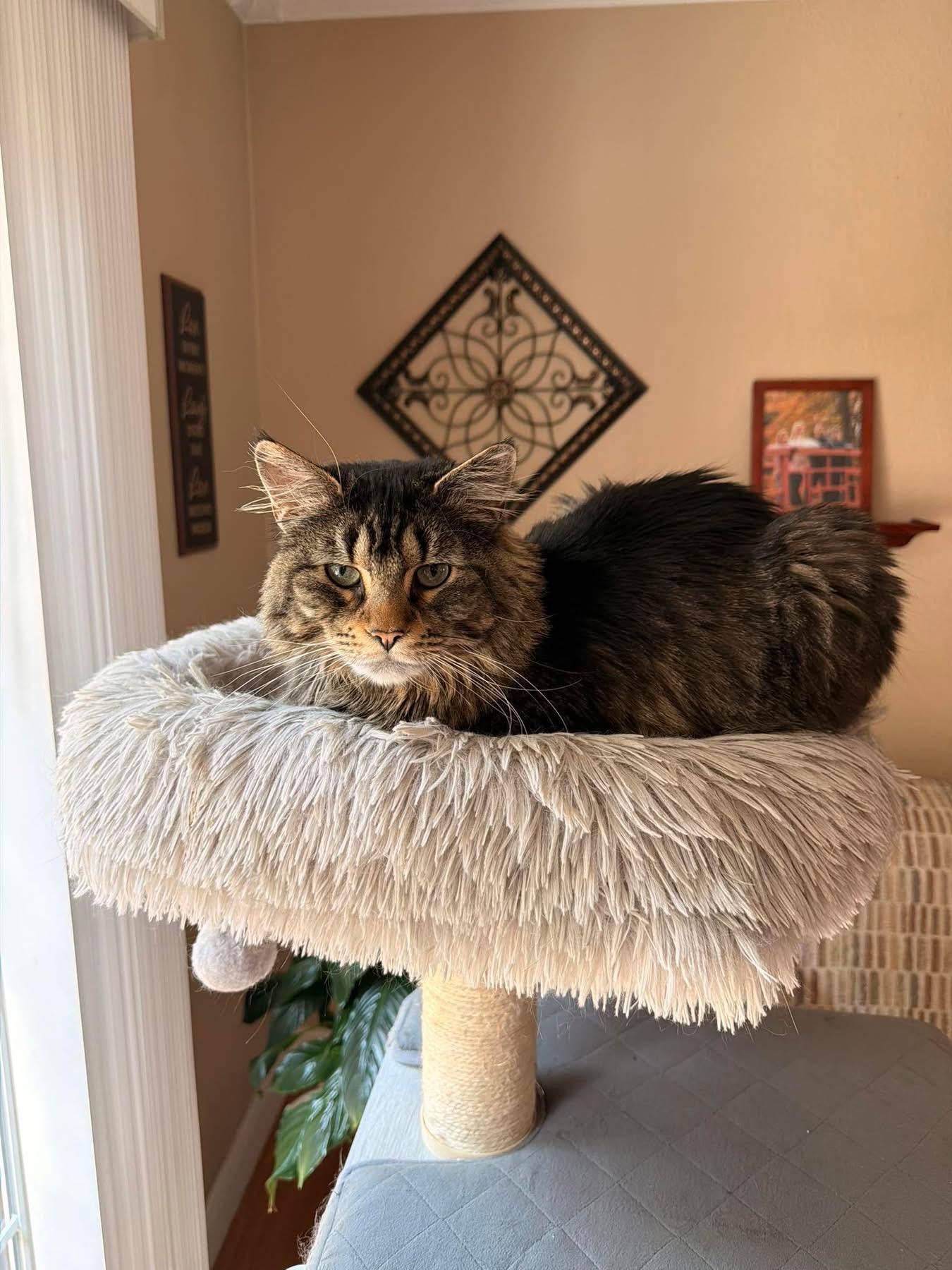 Enlarge Mango, a ADOPTABLE Domestic Long Hair in Enfield, CT image 1/1