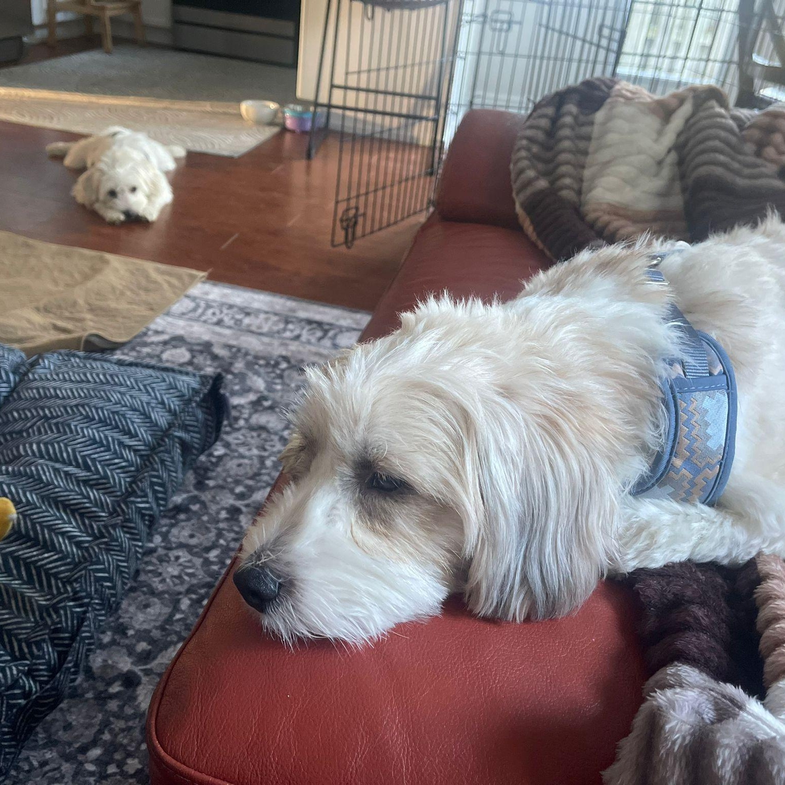 Mr. Cutie Cooper thumbnail 4