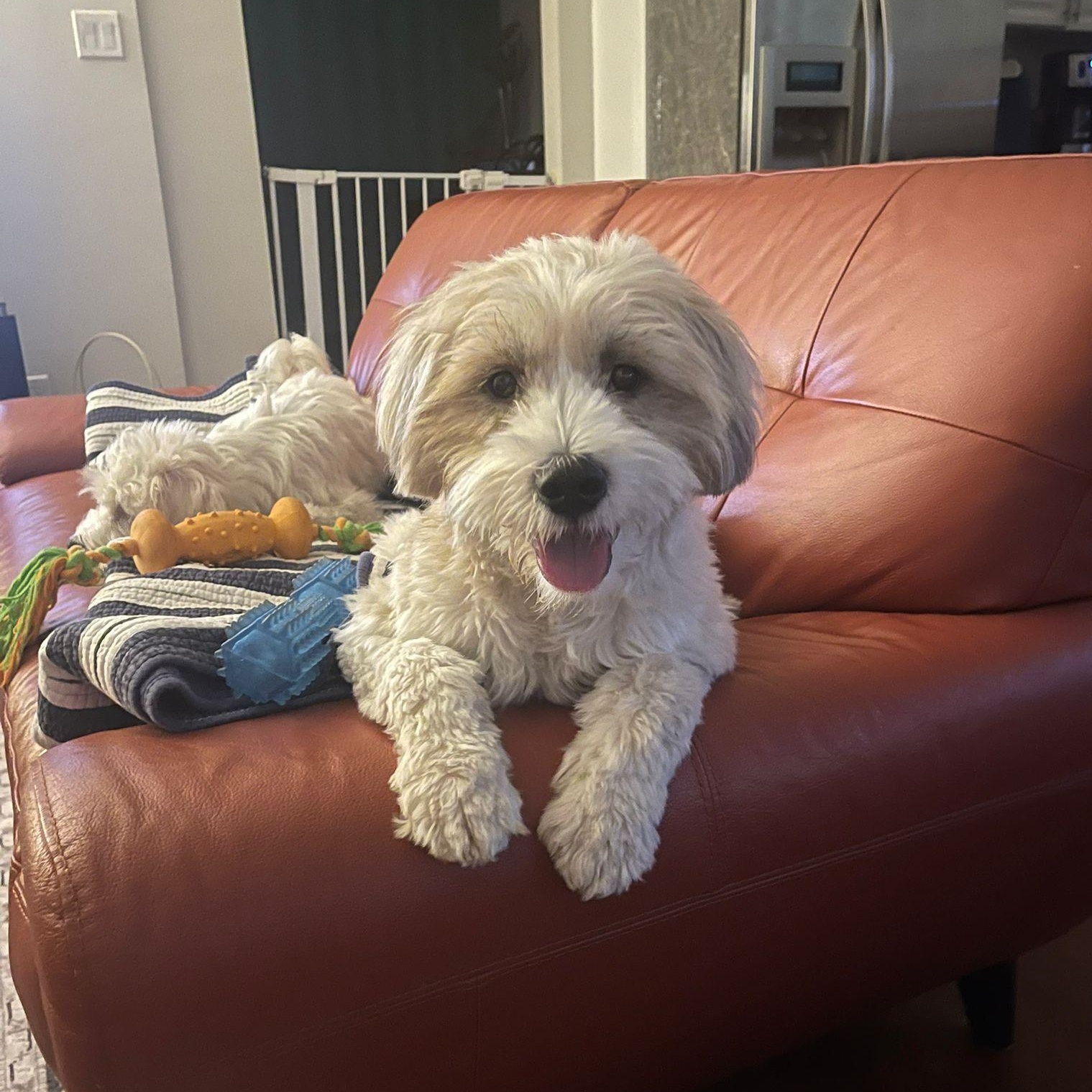 Mr. Cutie Cooper thumbnail 3