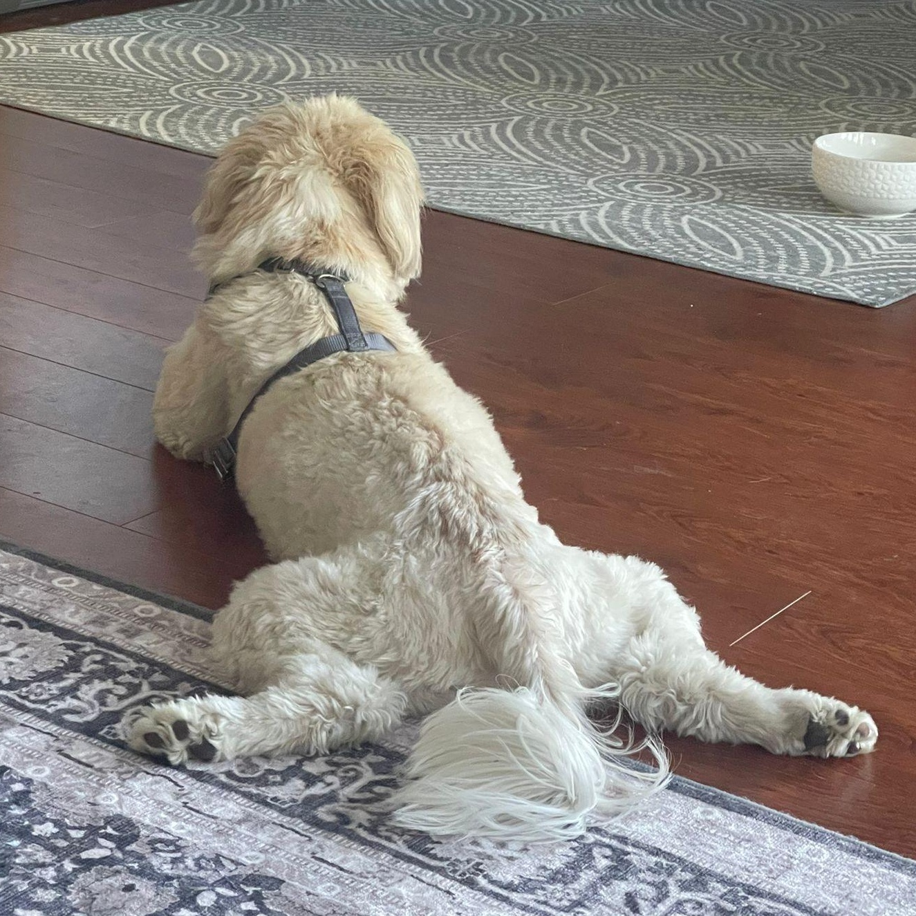 Mr. Cutie Cooper thumbnail 2