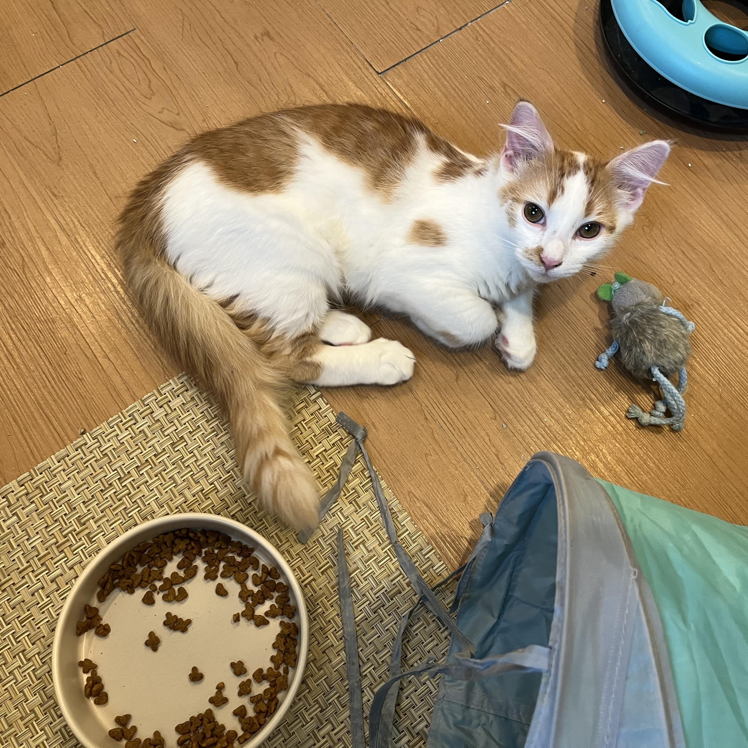 Enlarge Vinny, a Adopted Domestic Medium Hair in Wells, ME image 3/3