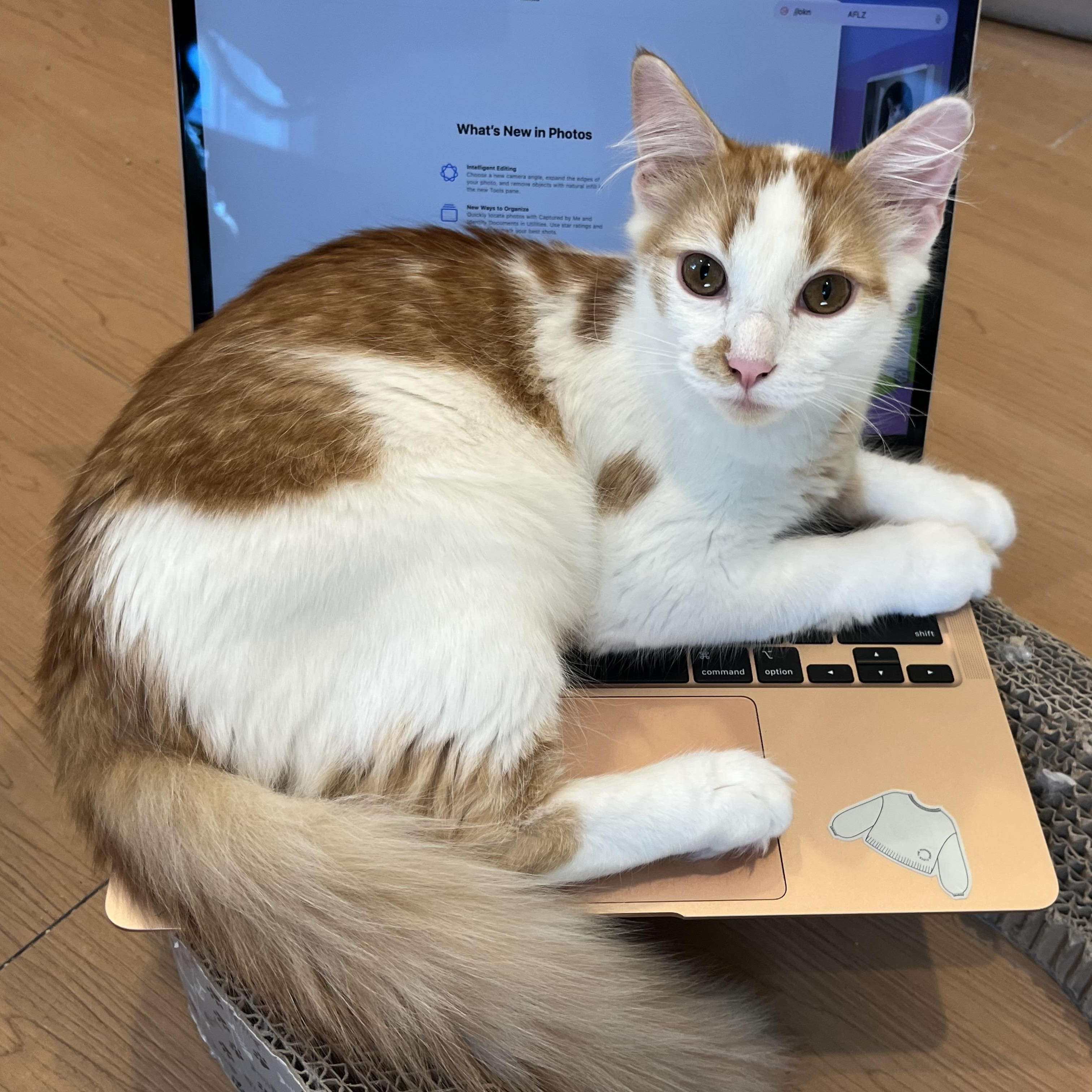 Enlarge Vinny, a Adopted Domestic Medium Hair in Wells, ME image 1/3