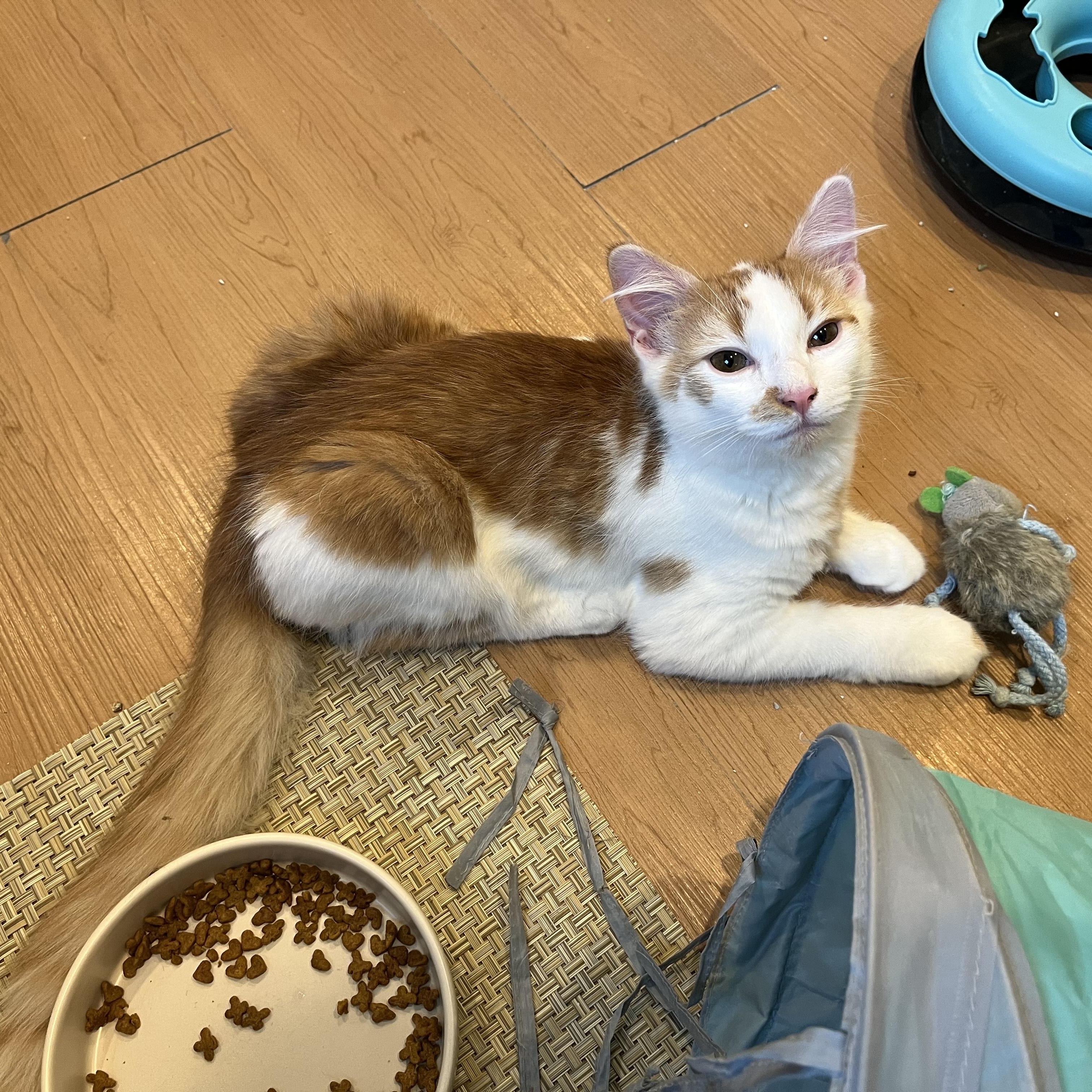 Enlarge Vinny, a Adopted Domestic Medium Hair in Wells, ME image 2/3