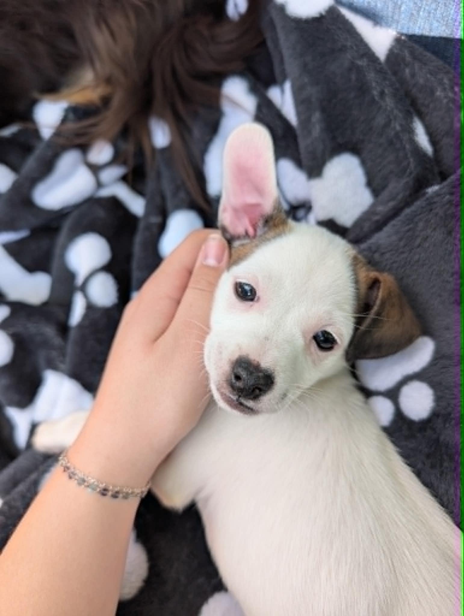 Enlarge Cosie, an adopted mixed breed in Naperville, IL image 2/5