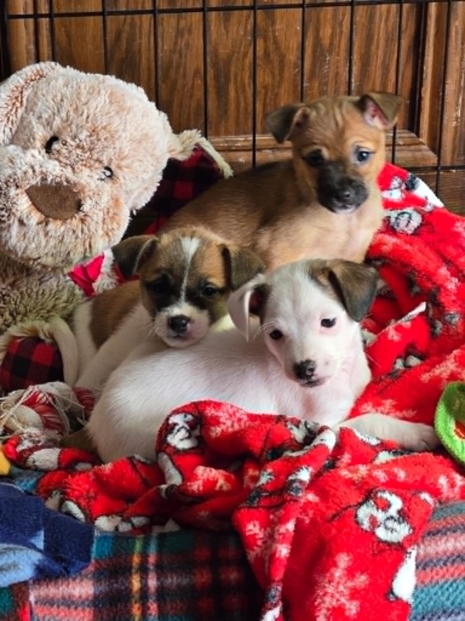 Enlarge Cosie, an adopted mixed breed in Naperville, IL image 4/5