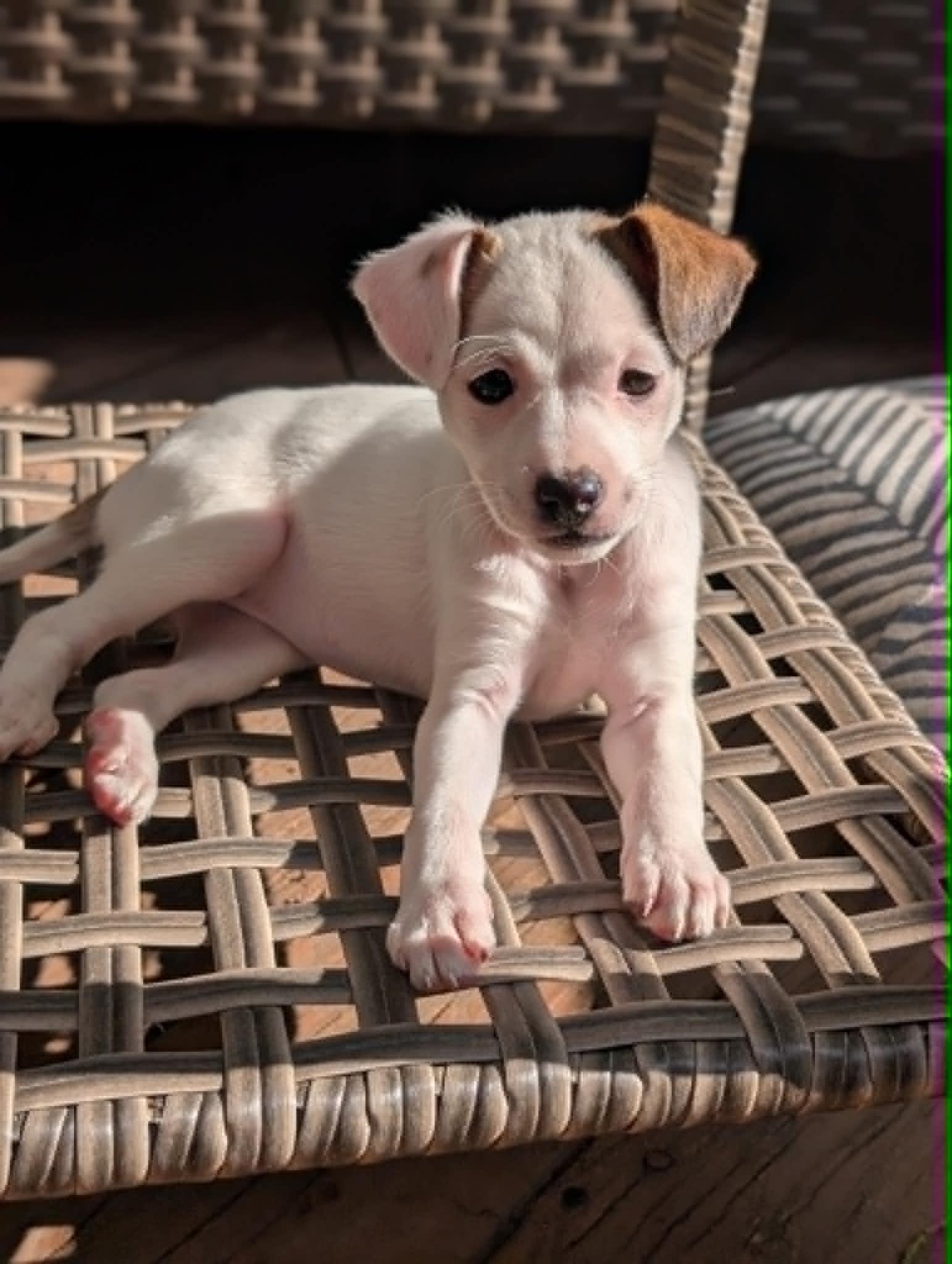 Enlarge Cosie, an adopted mixed breed in Naperville, IL image 1/5