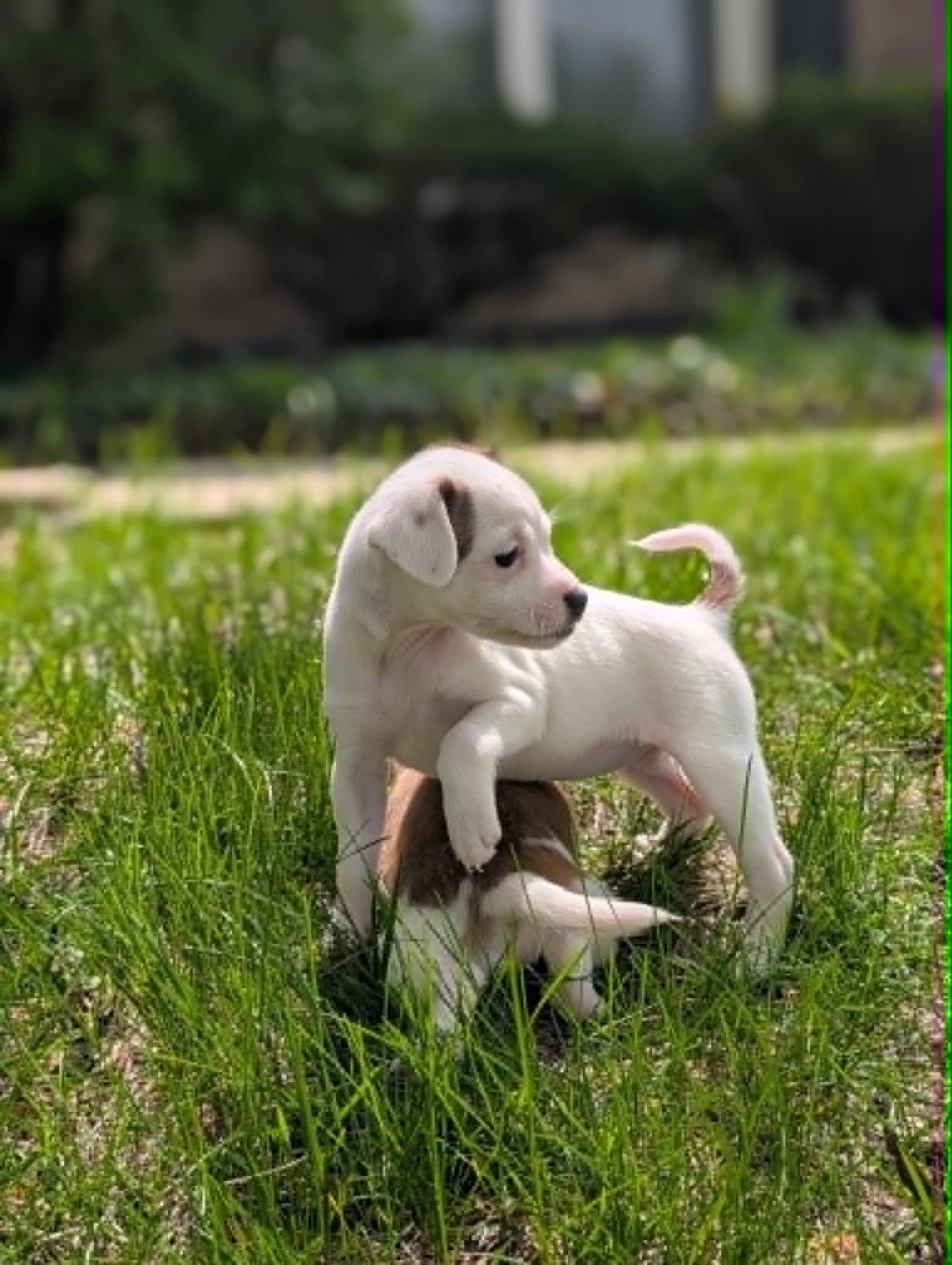 Enlarge Cosie, an adopted mixed breed in Naperville, IL image 5/5