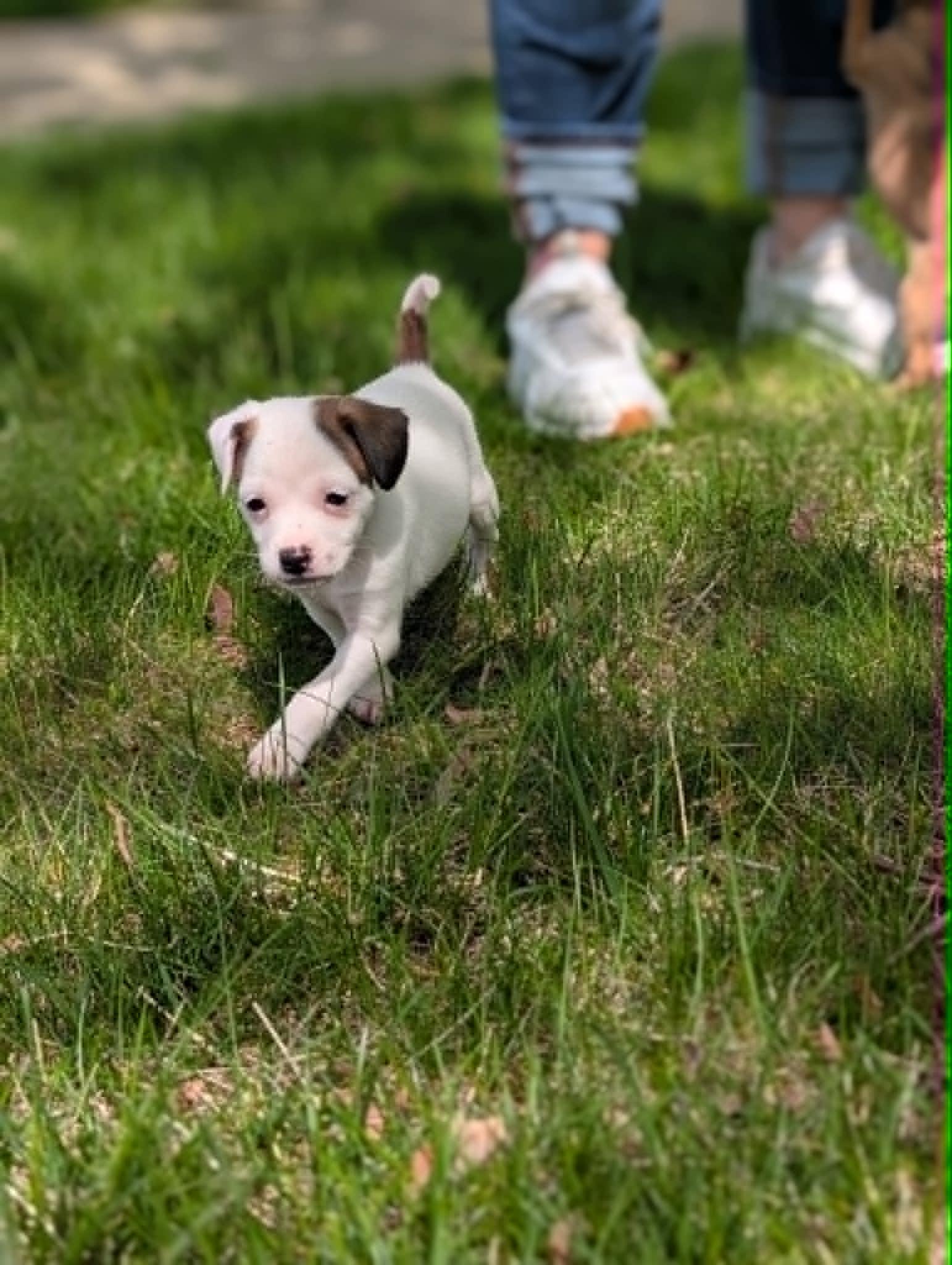 Enlarge Cosie, an adopted mixed breed in Naperville, IL image 3/5