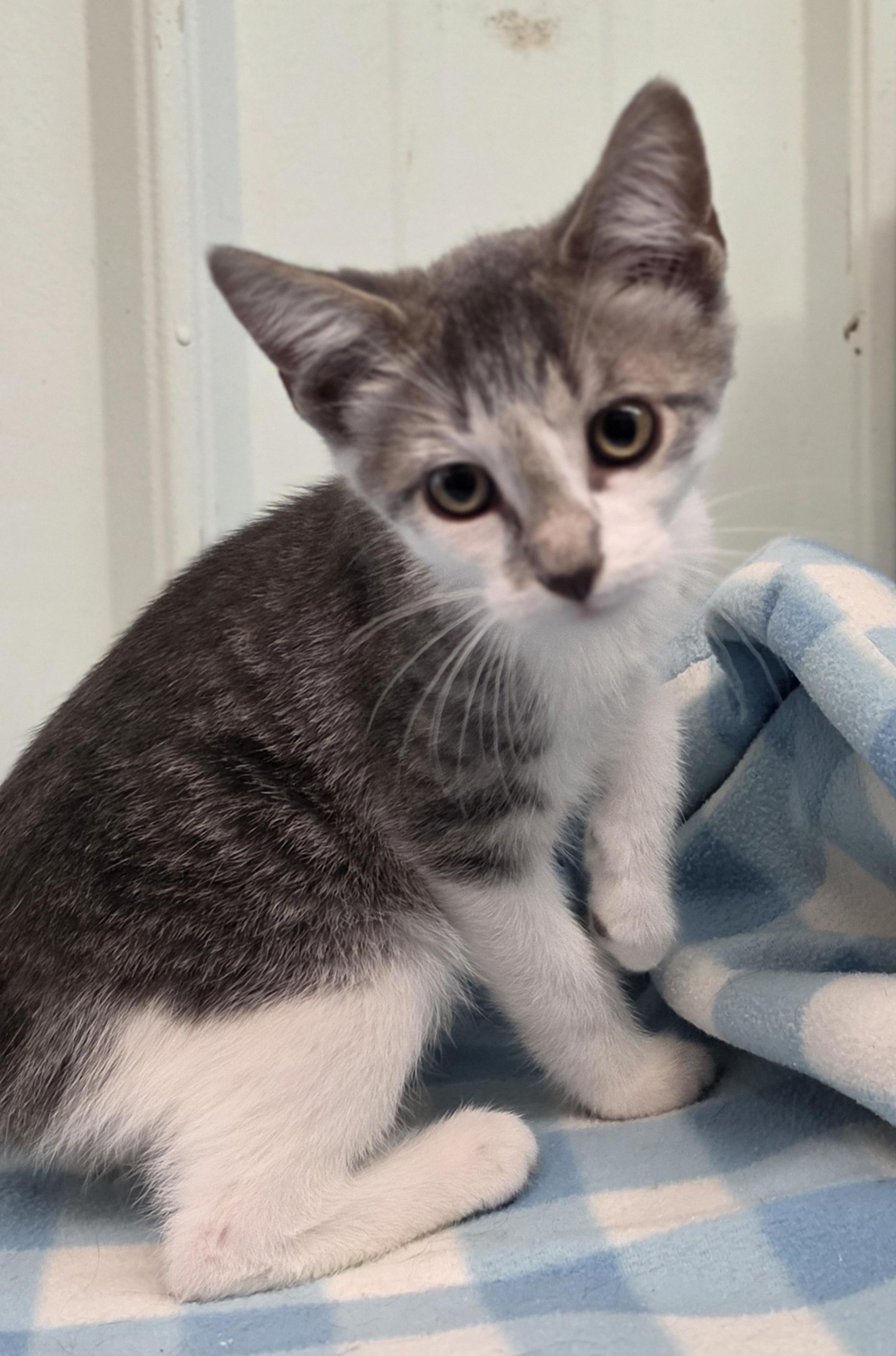 Grover, Adoptable, Kitten Male Domestic Short Hair & Tabby.