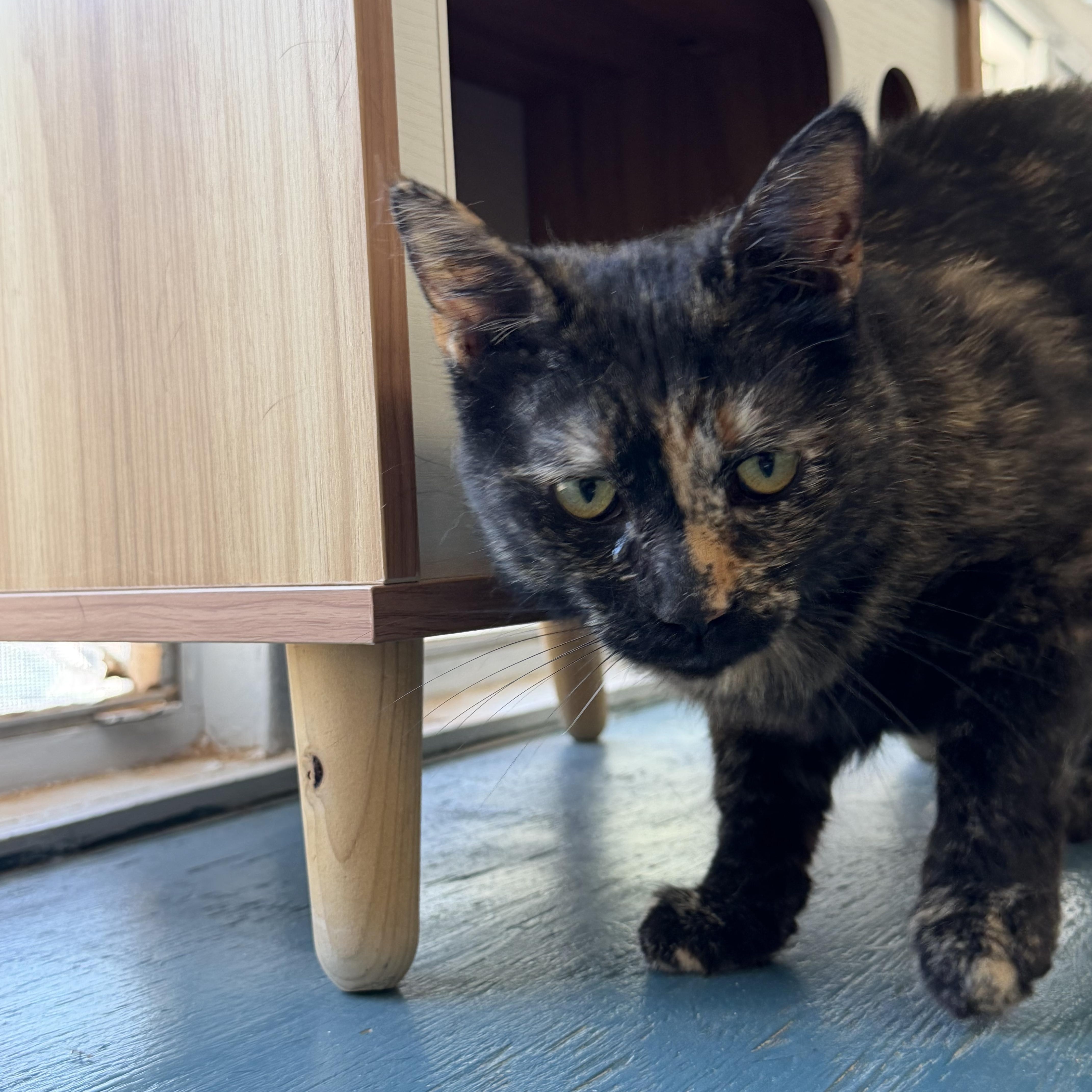 Enlarge Dolly, a Adoptable Tortoiseshell in El Paso, TX image 3/3