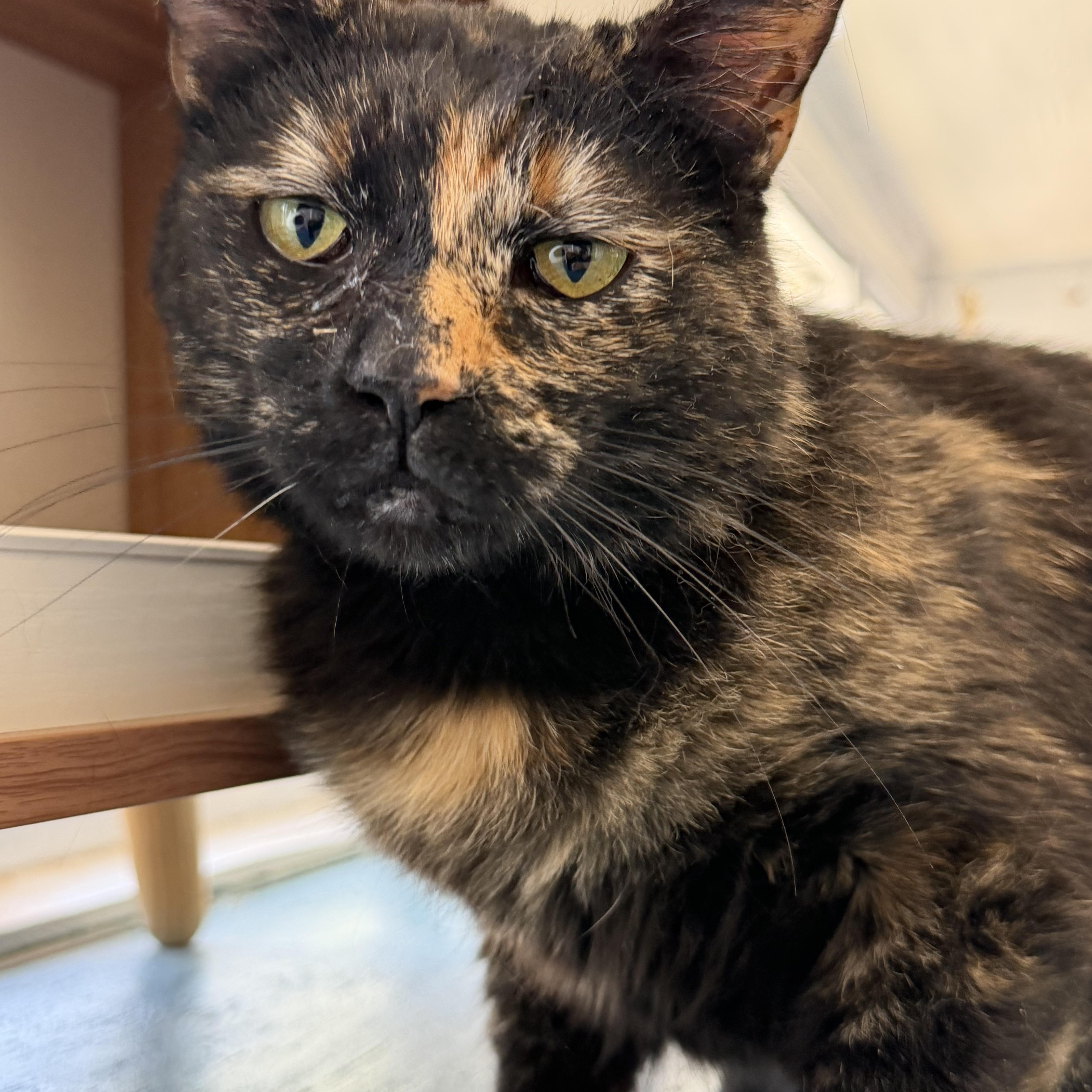Dolly, Adoptable, Adult Female Tortoiseshell.