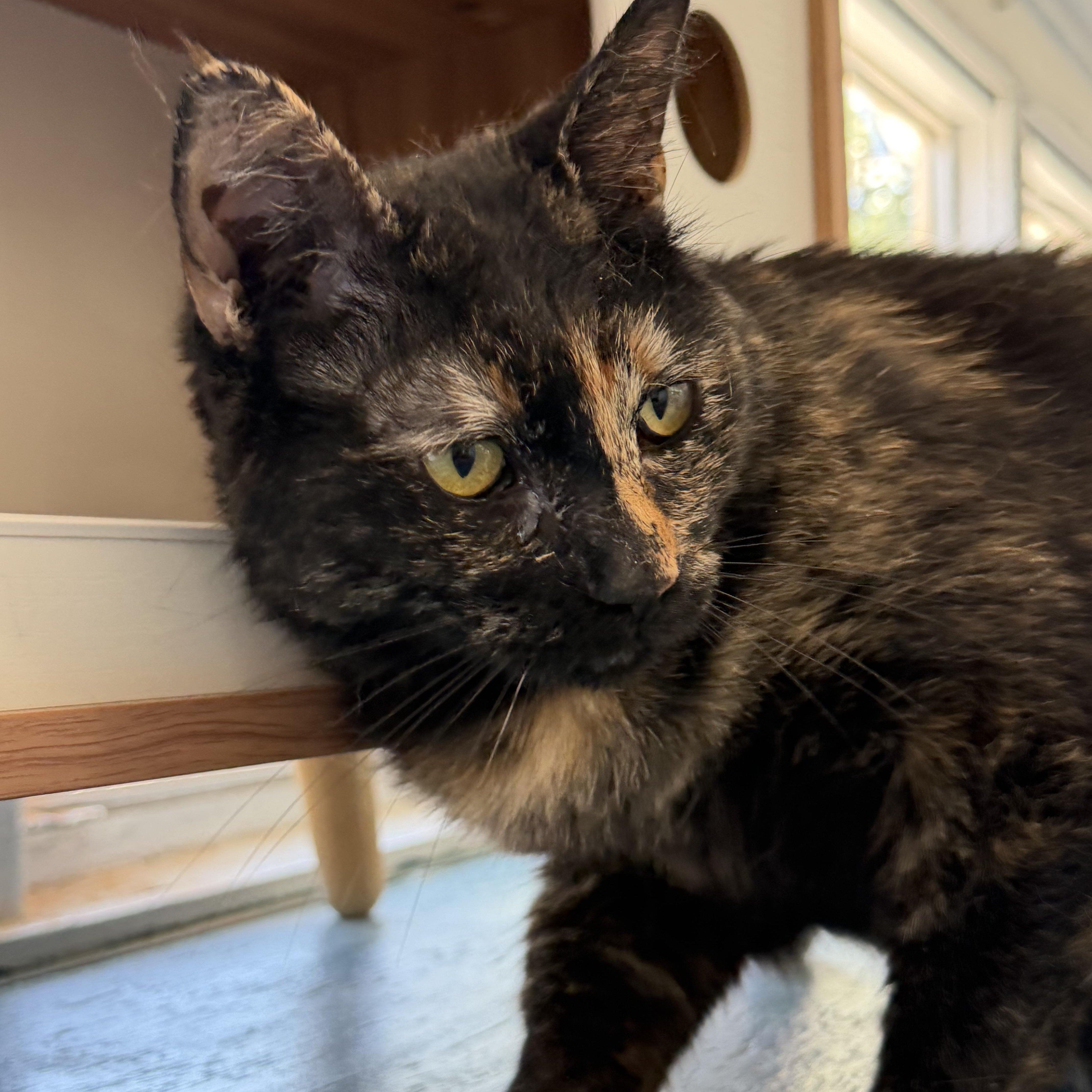 Enlarge Dolly, a Adoptable Tortoiseshell in El Paso, TX image 2/3